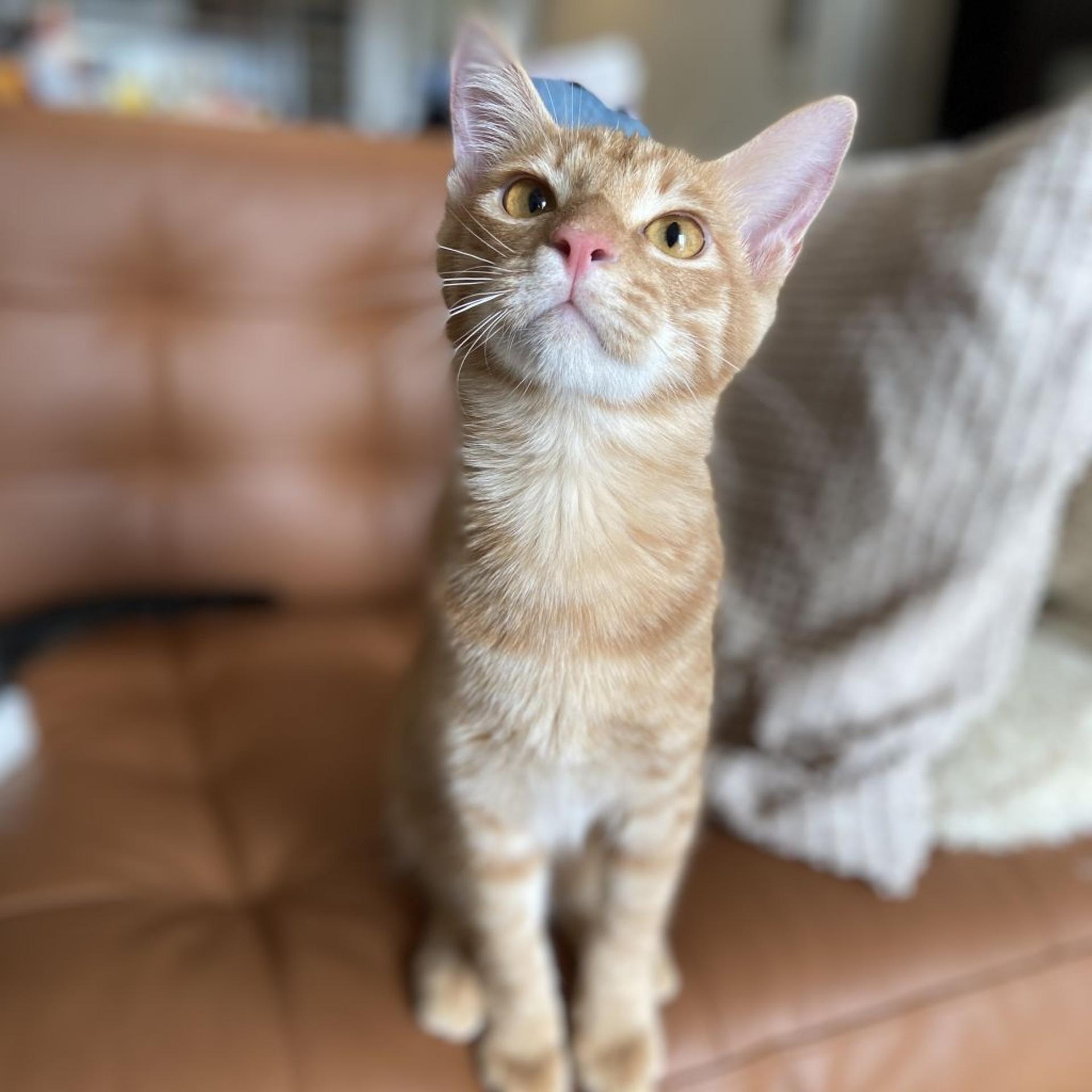 pet-image-3