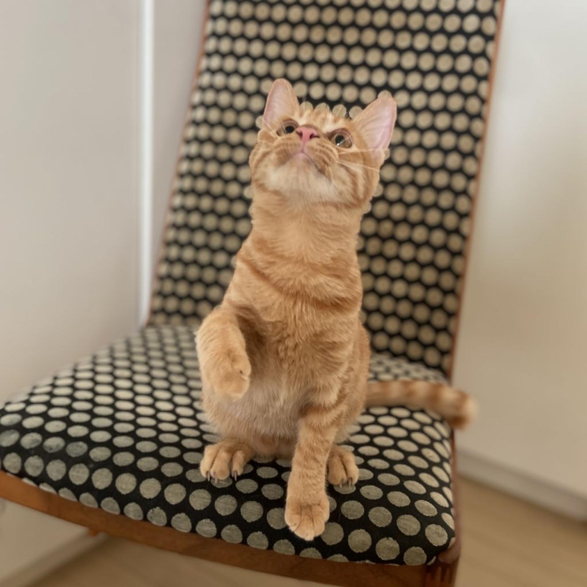 pet-image-4