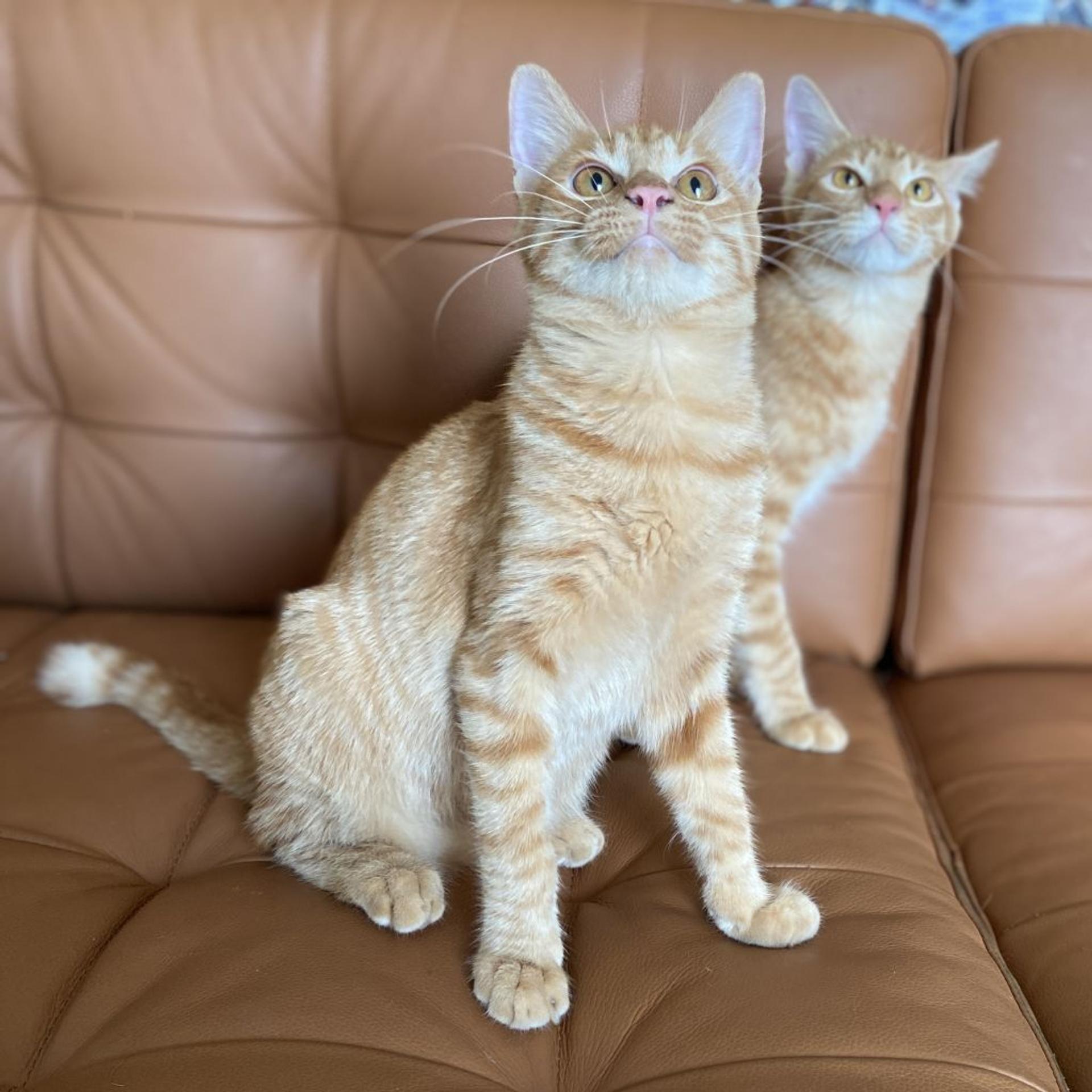 pet-image-5
