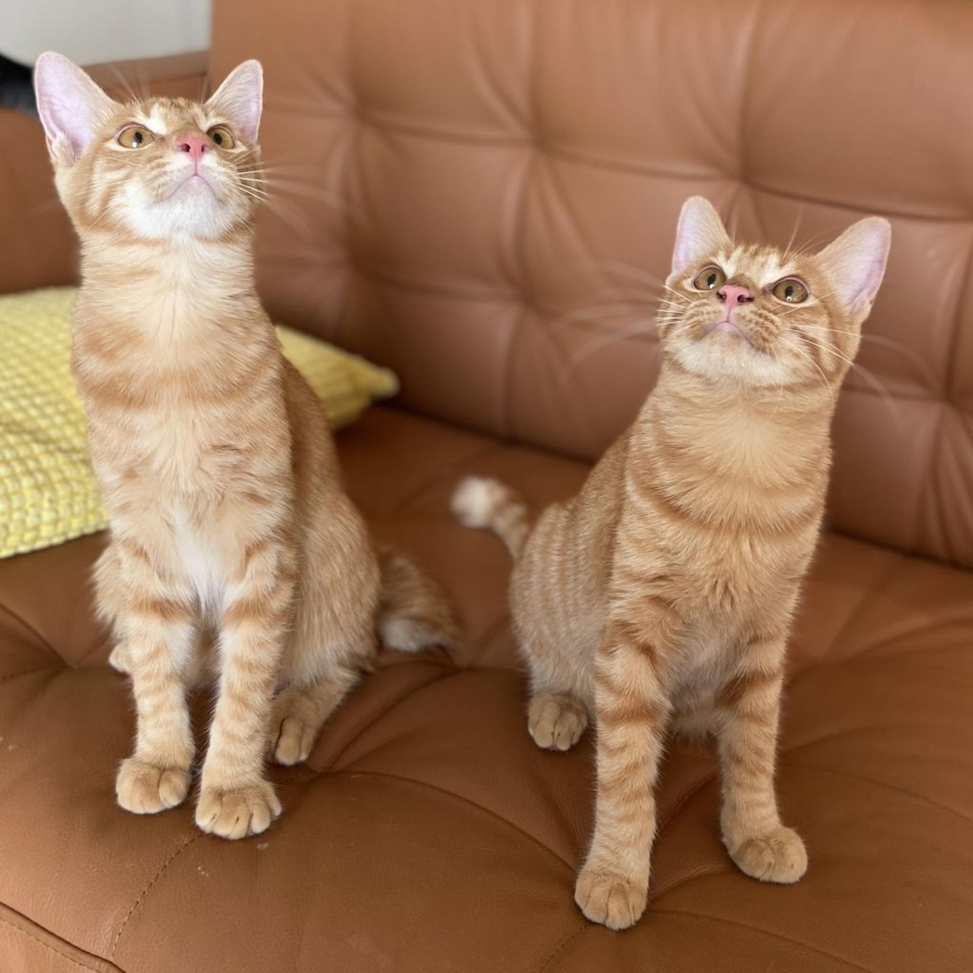 pet-image-6