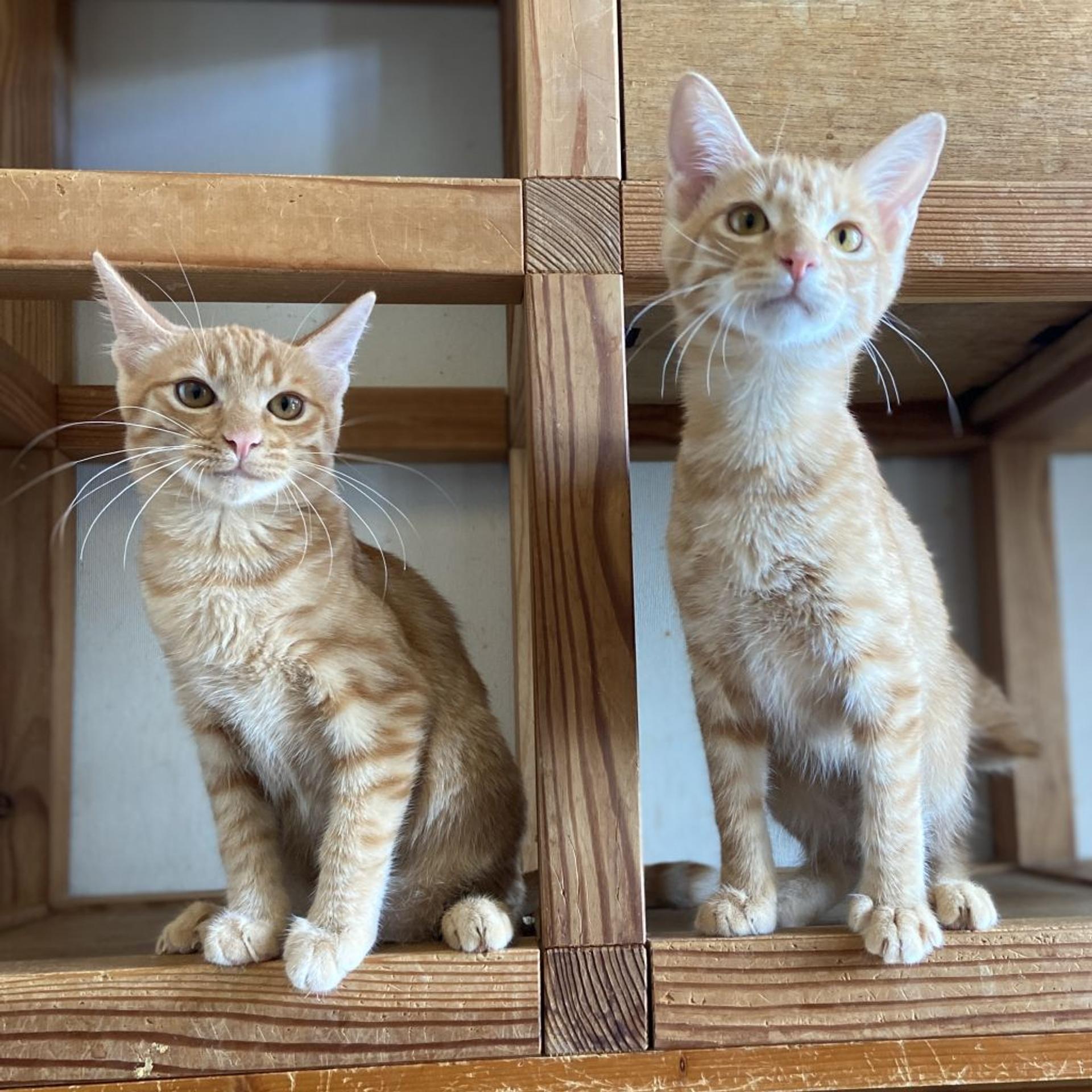 pet-image-9
