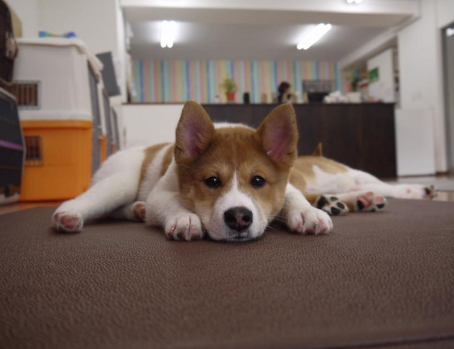 雑種（ミックス犬）・オスの里親募集の写真