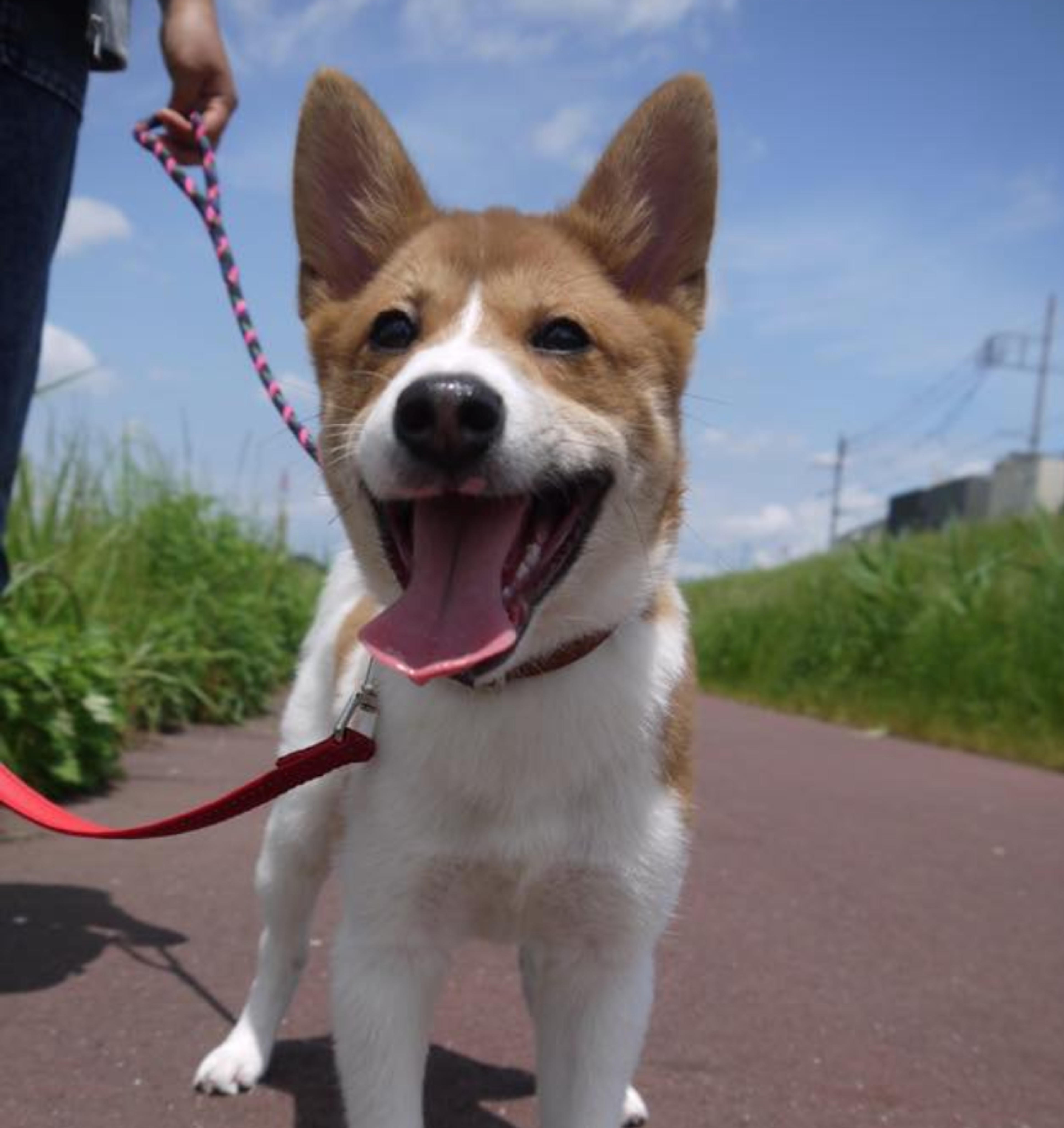 pet-image-2