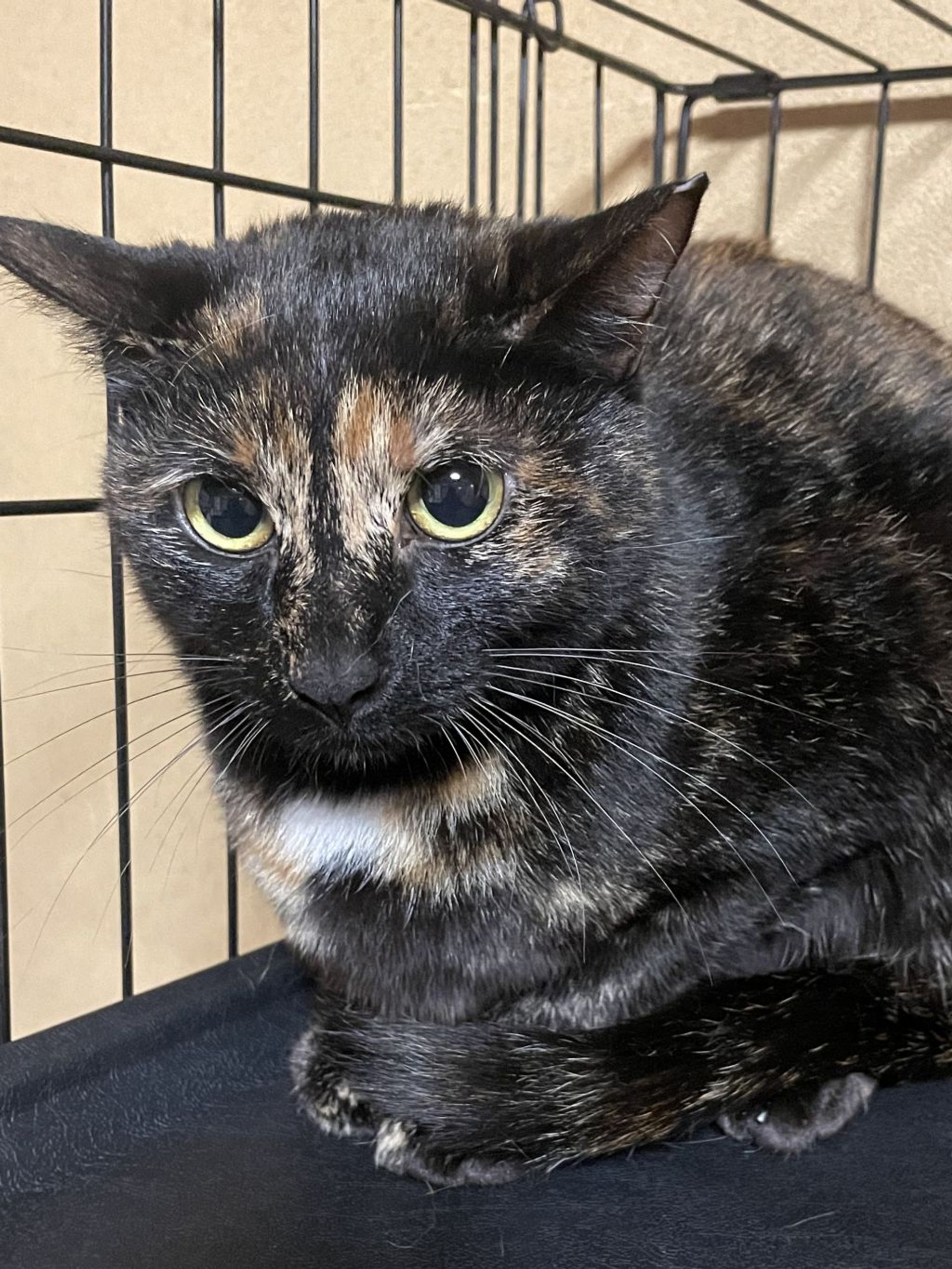 雑種（ミックス猫）・メスの里親募集の写真