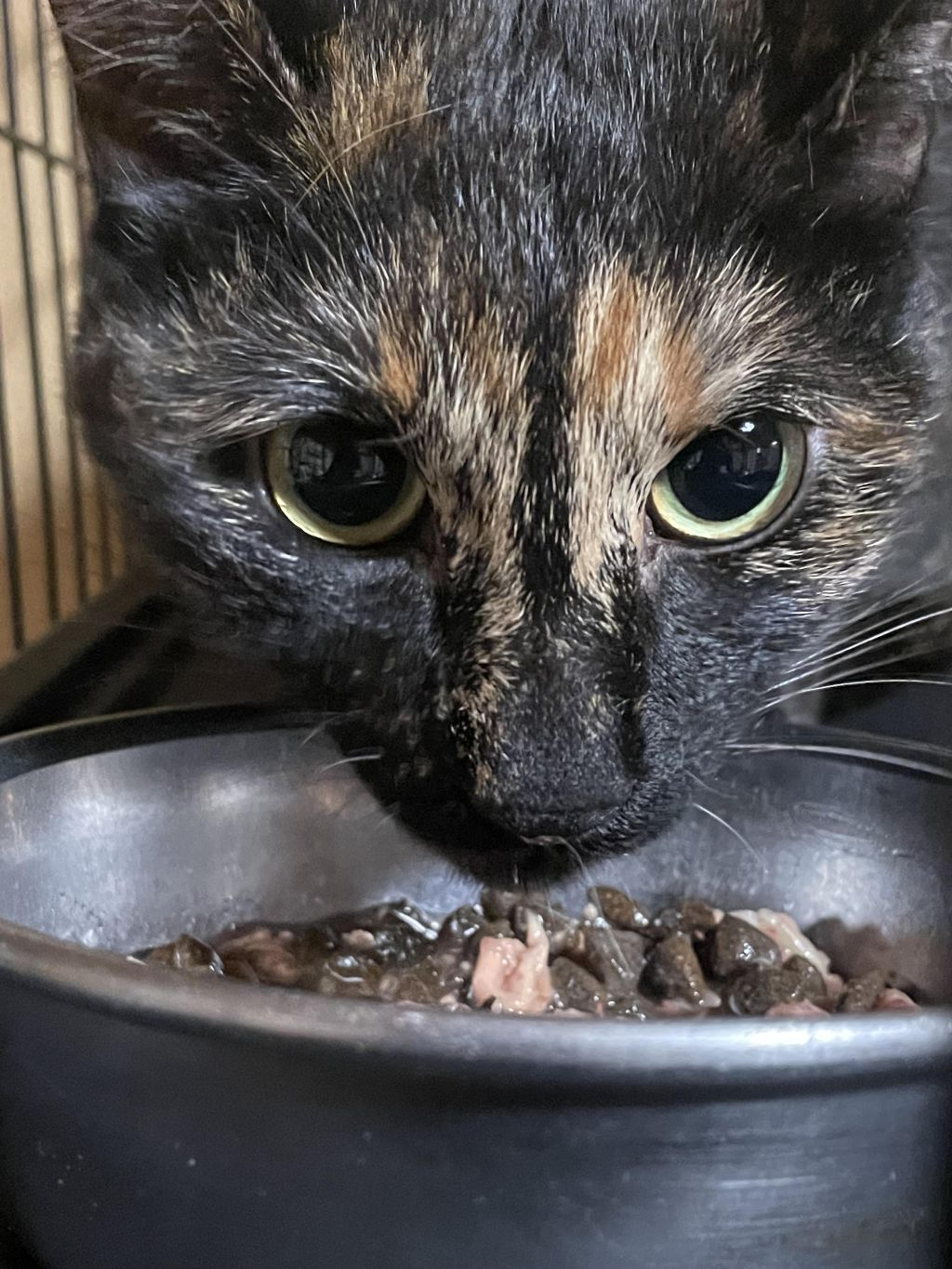 pet-image-3