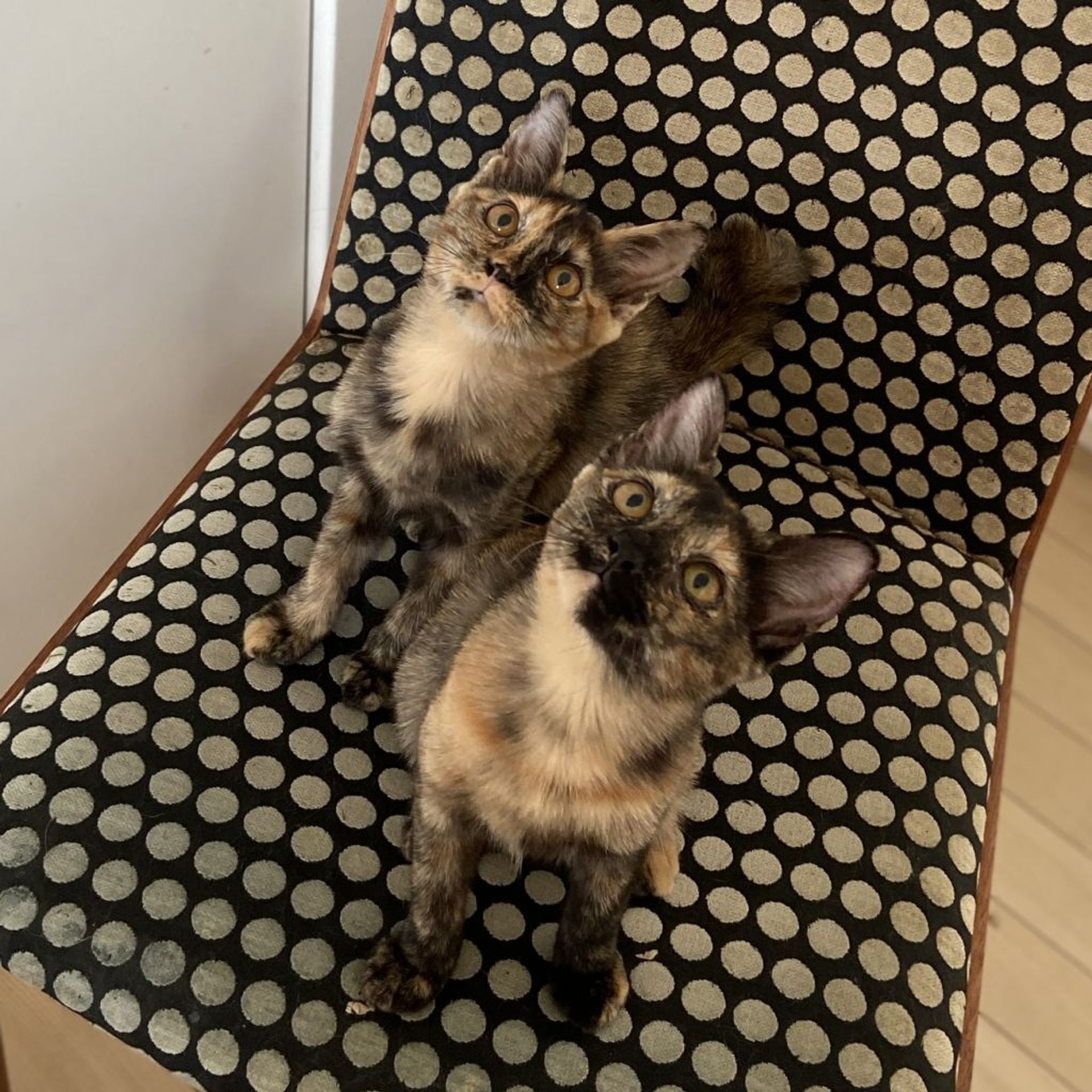 雑種（ミックス猫）・メスの里親募集の写真