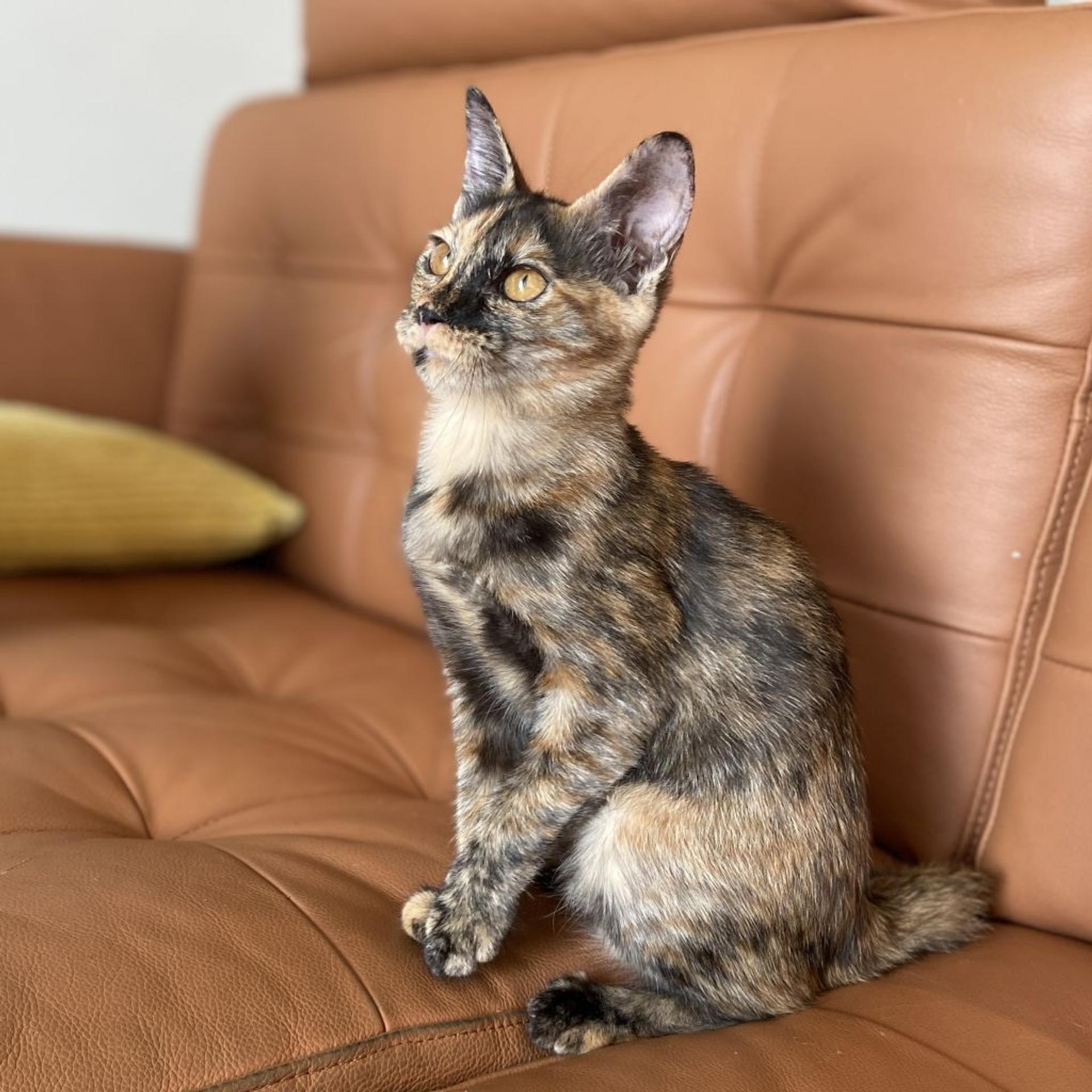 pet-image-4