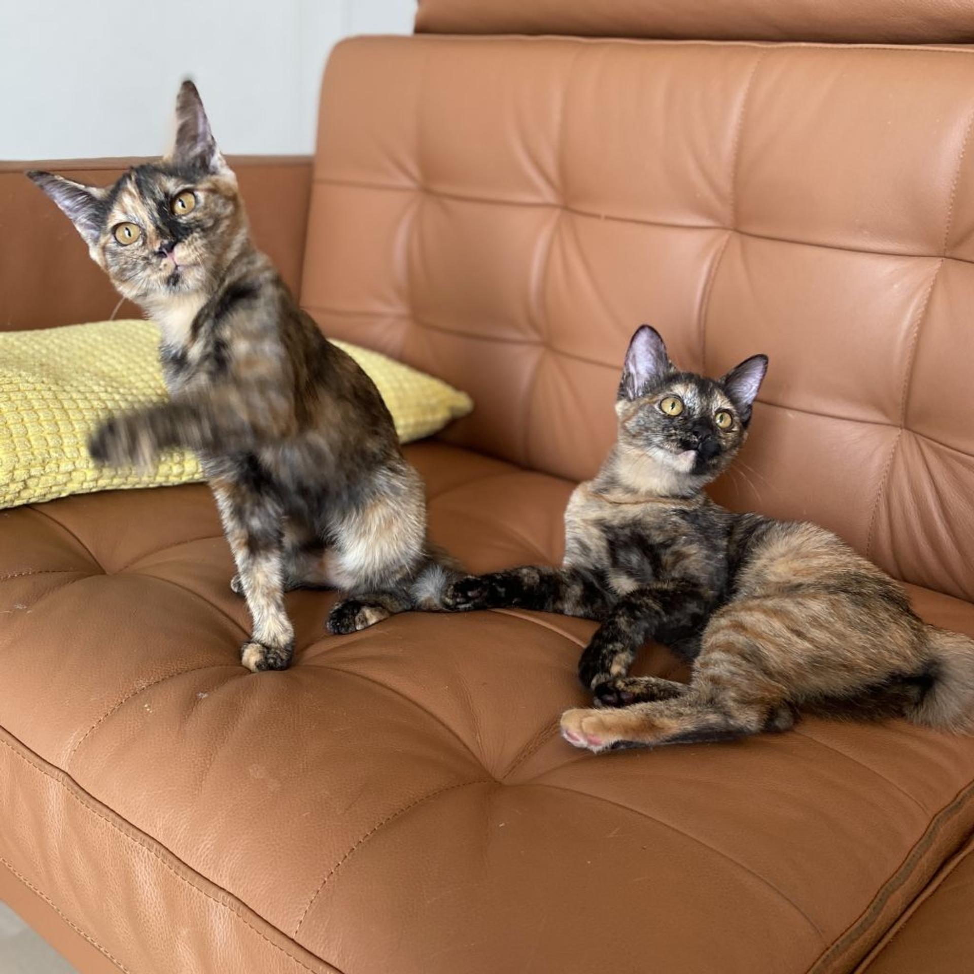pet-image-6
