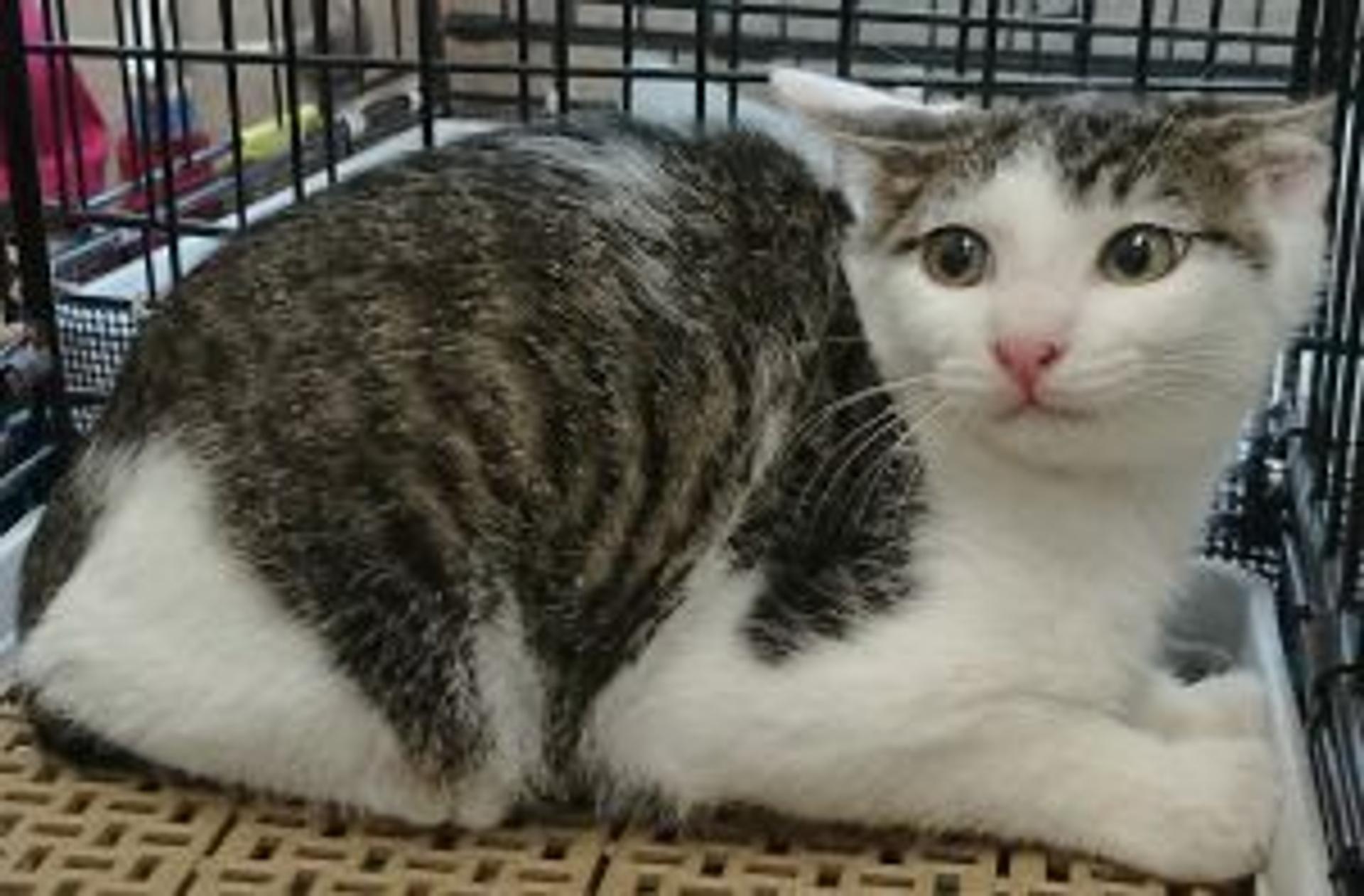 pet-image-2