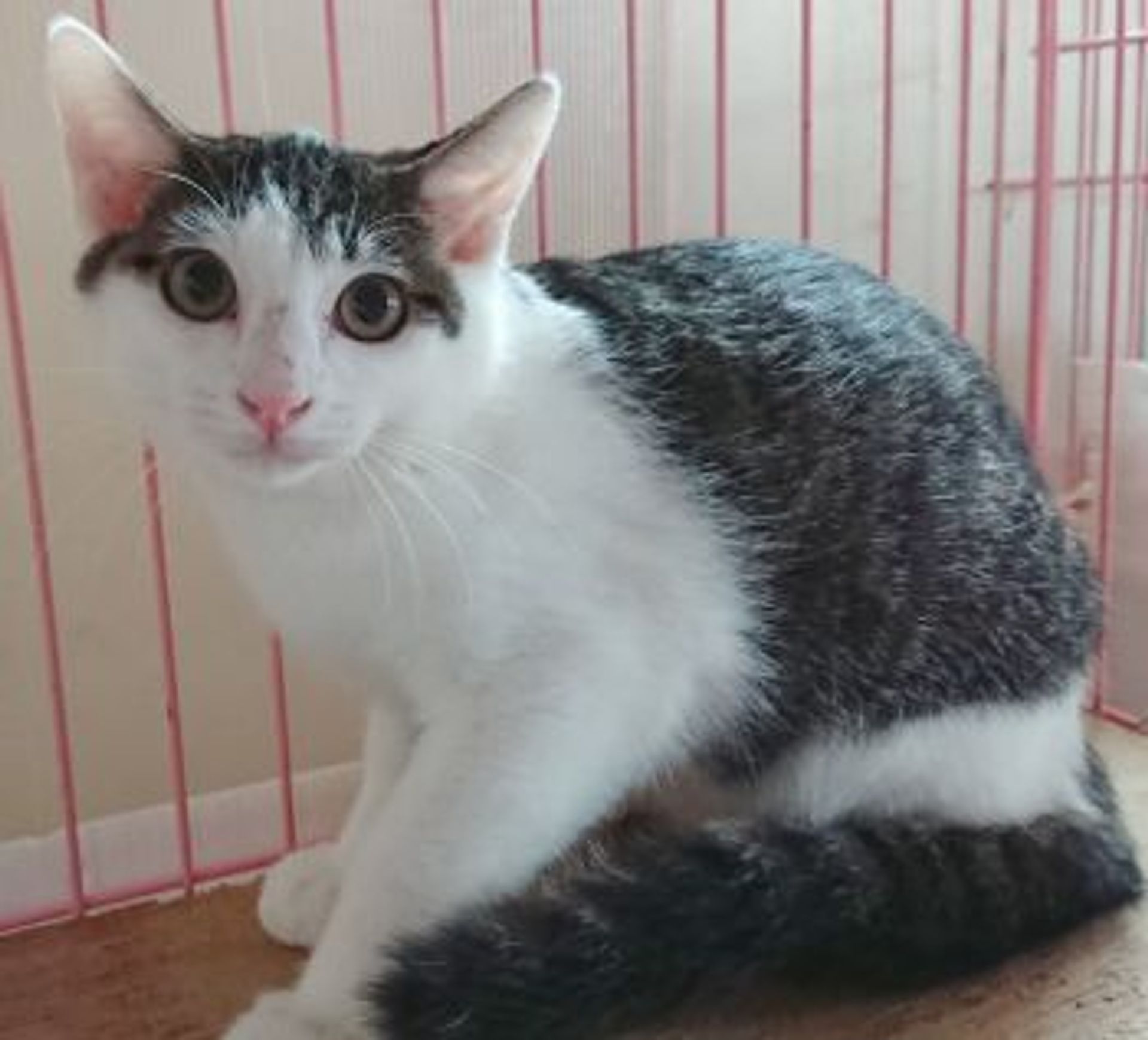 雑種（ミックス猫）・オスの里親募集の写真