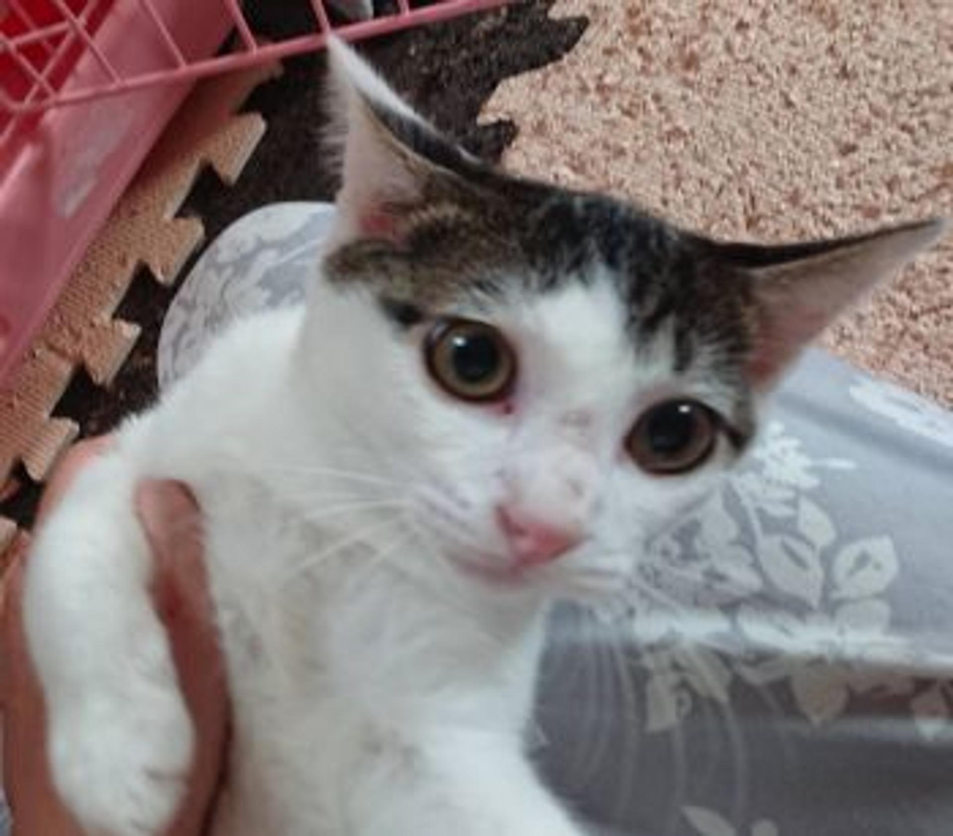 pet-image-3