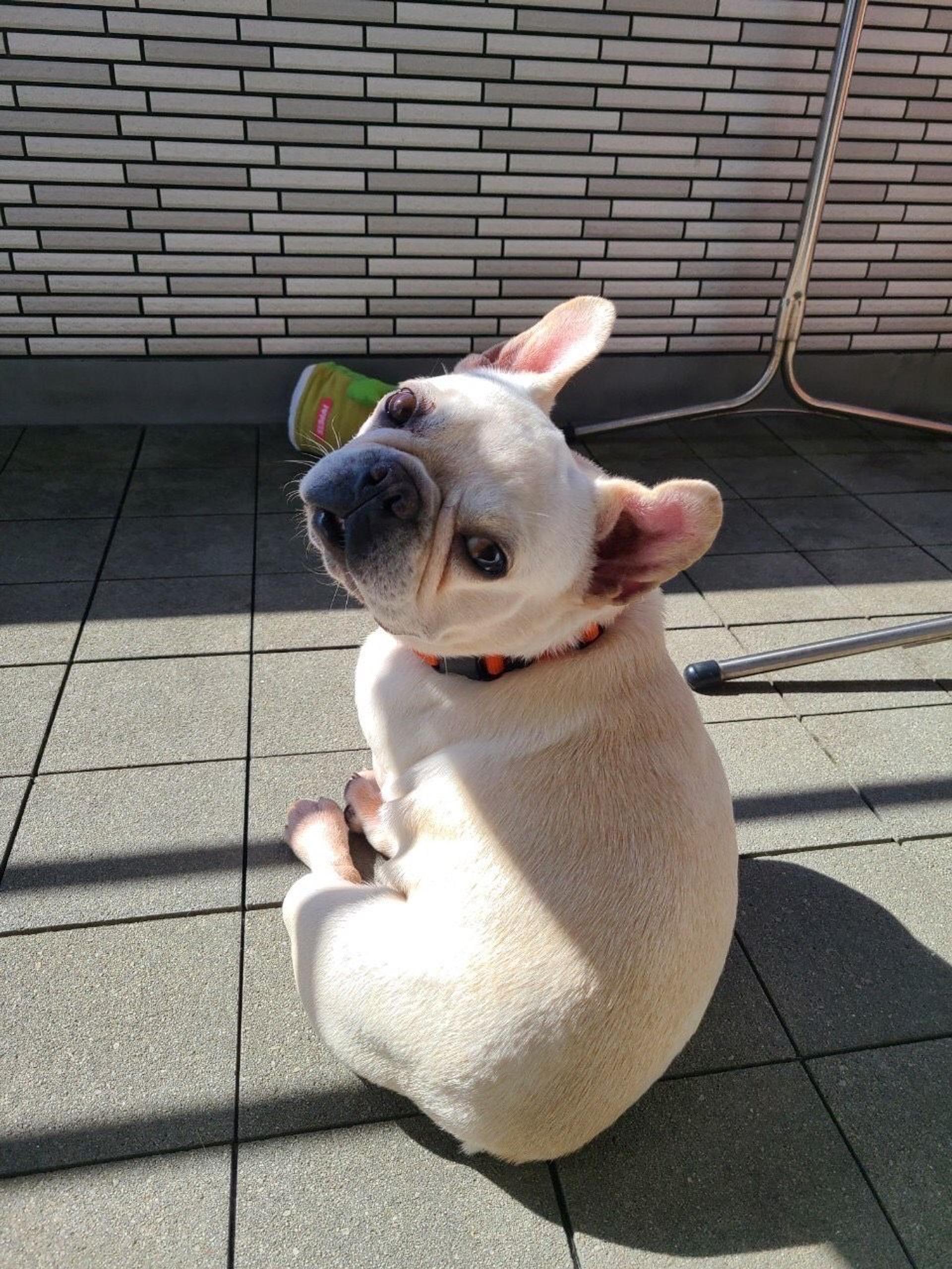 pet-image-3