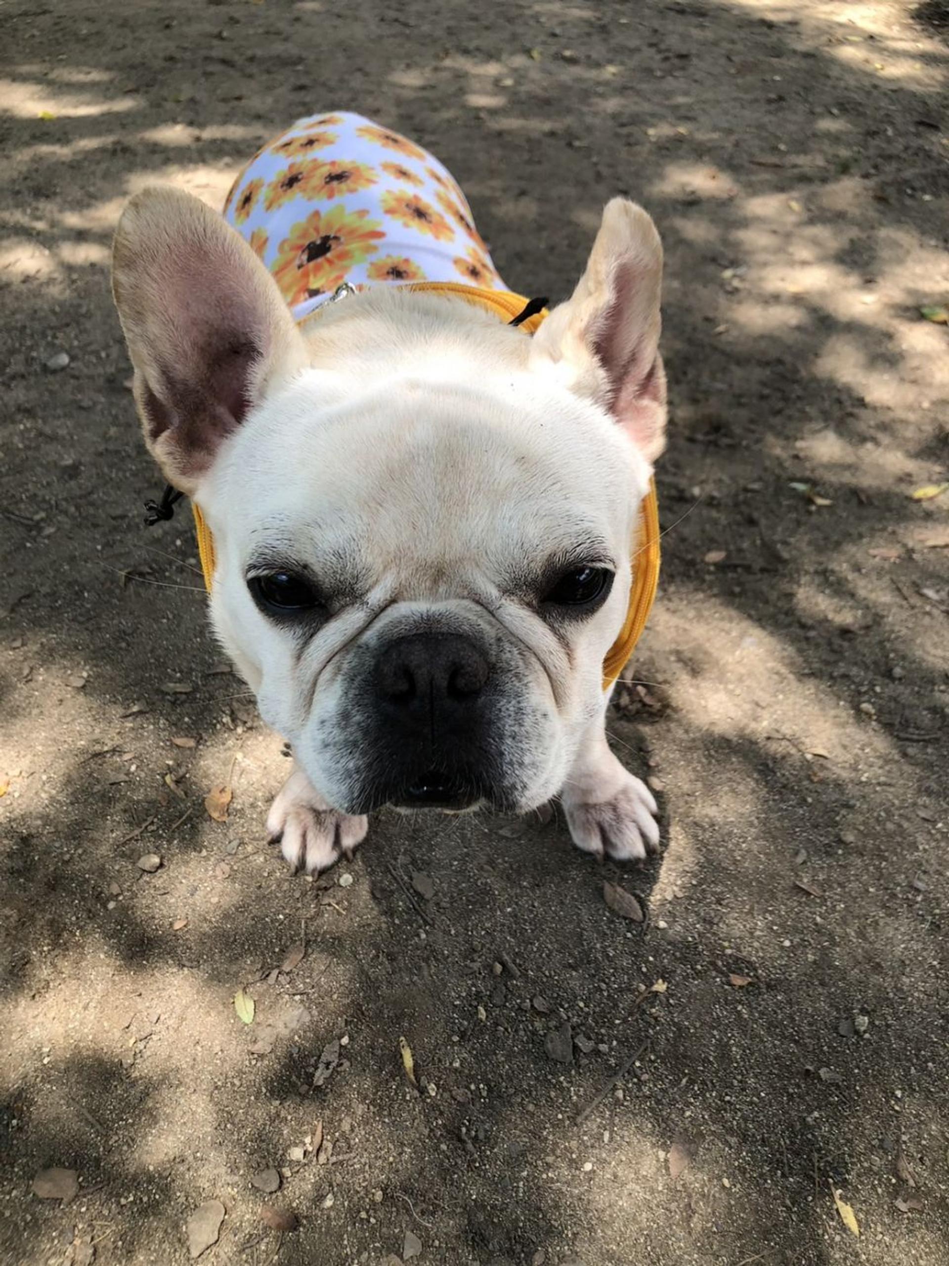 pet-image-5