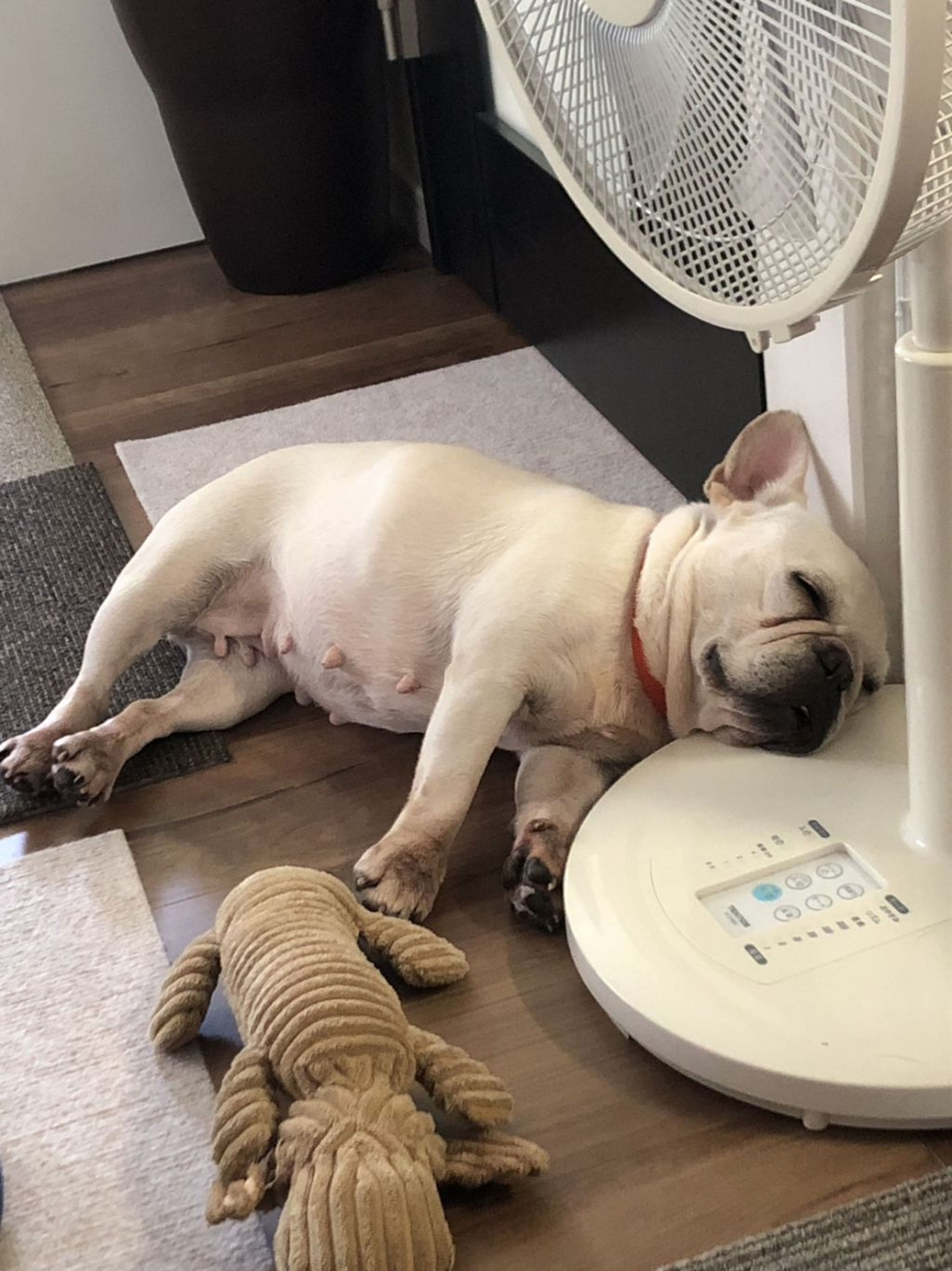 pet-image-6