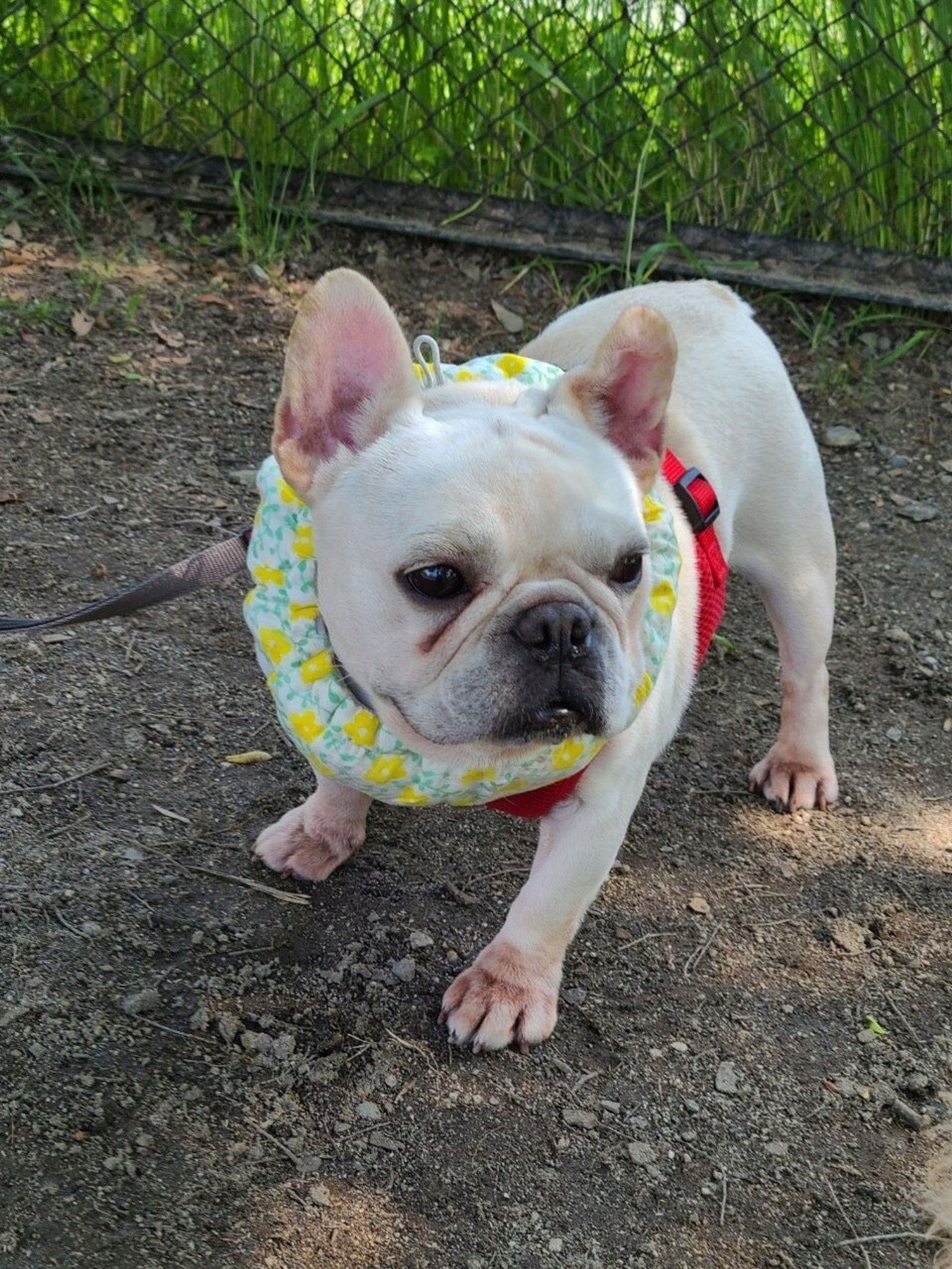 pet-image-7