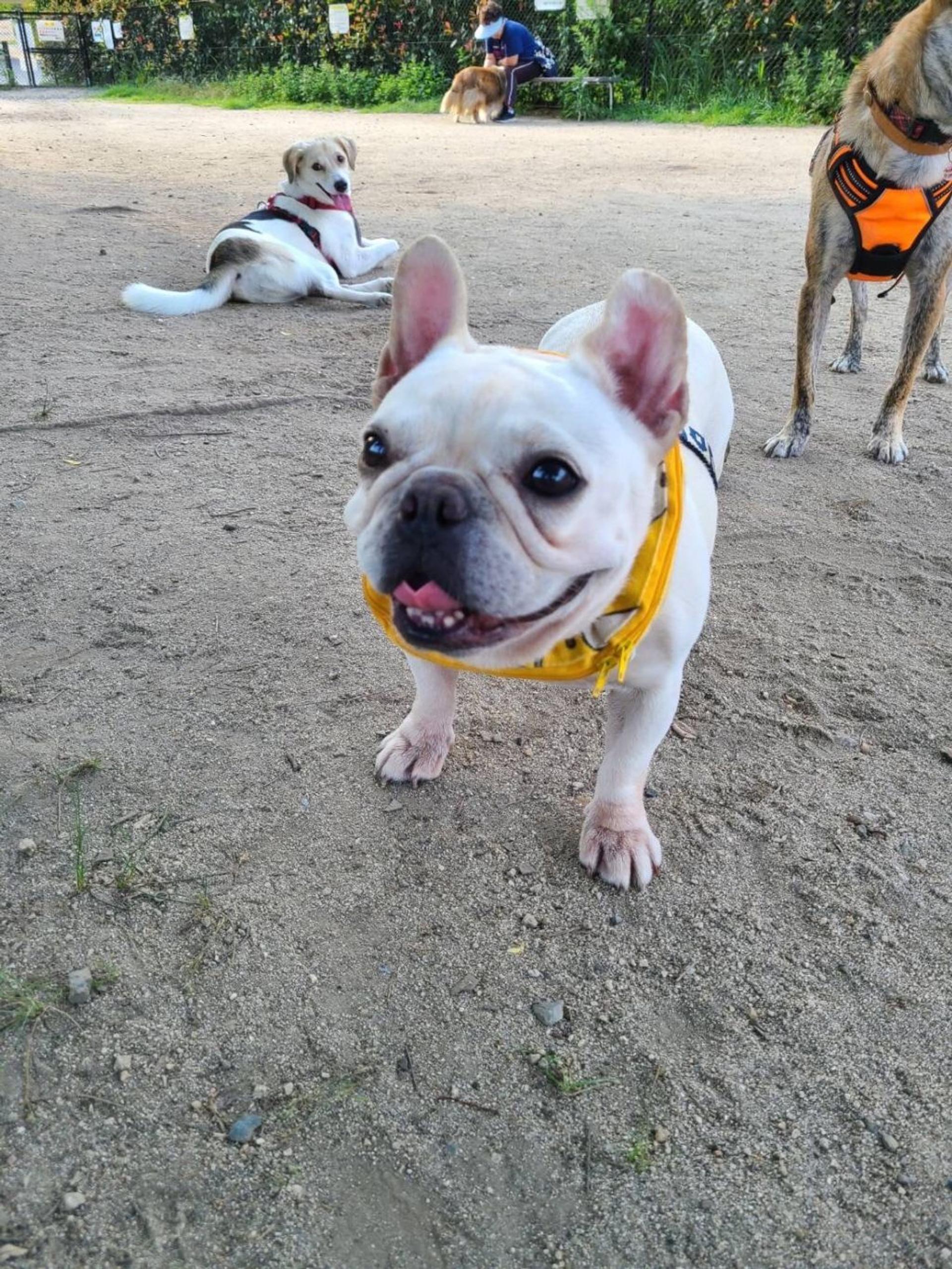 pet-image-9