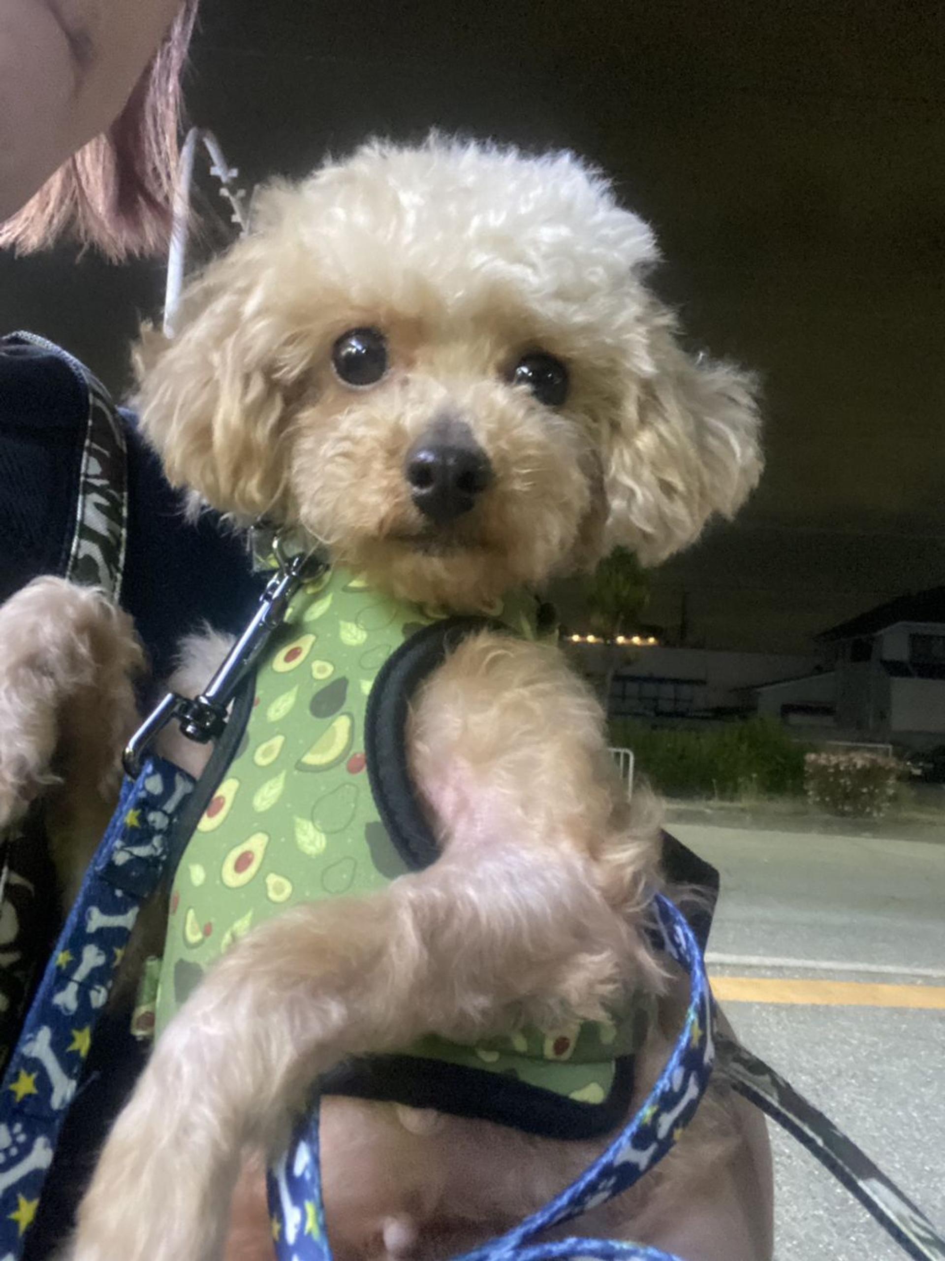 pet-image-3