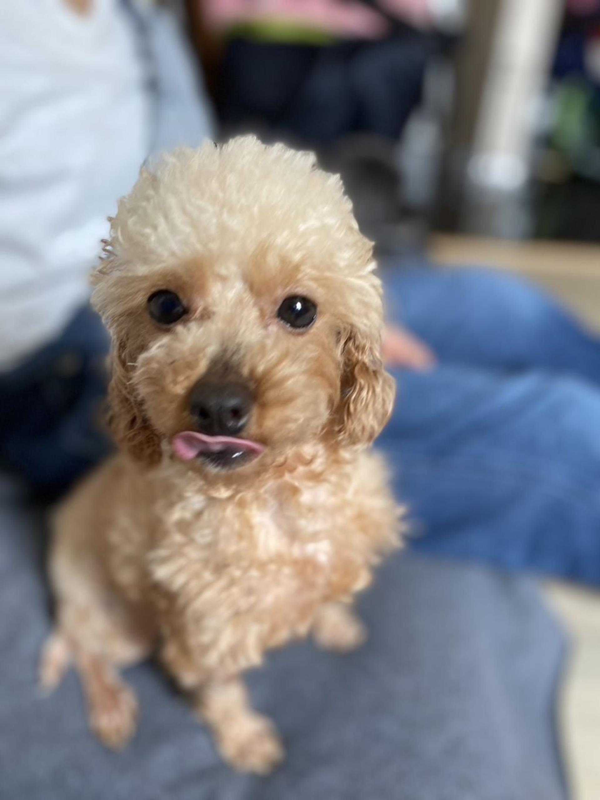 pet-image-5
