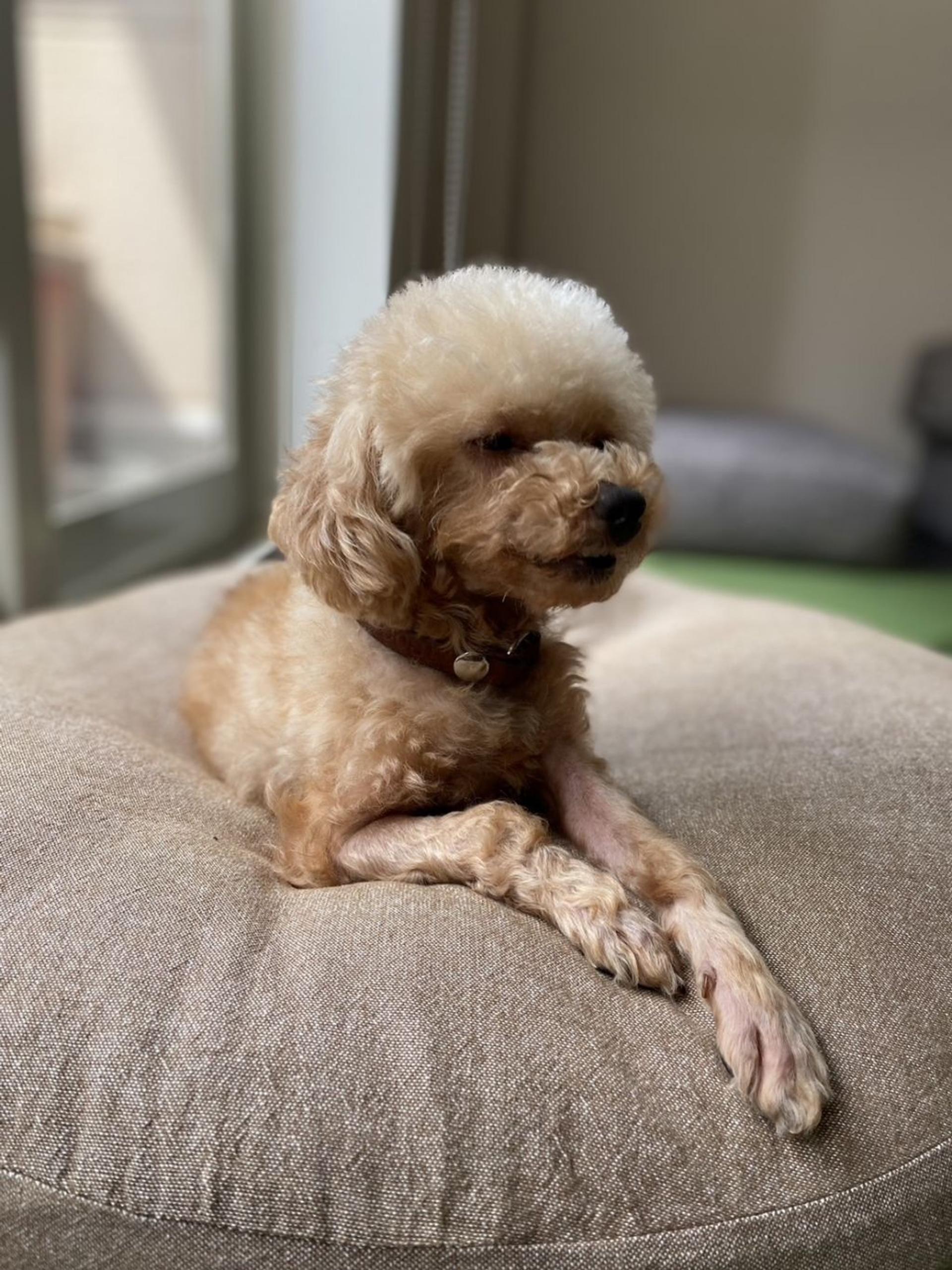 pet-image-6