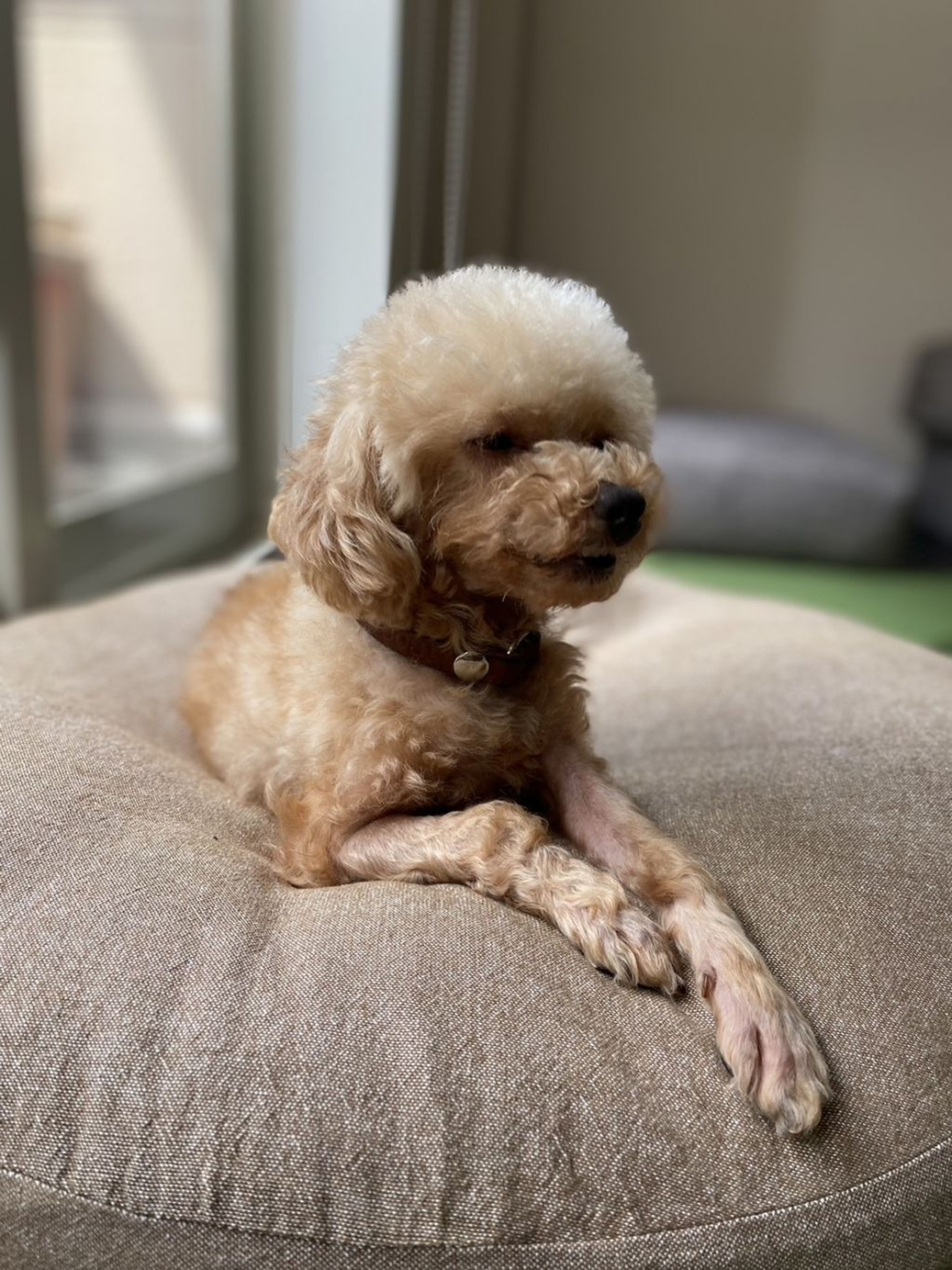 pet-image-6