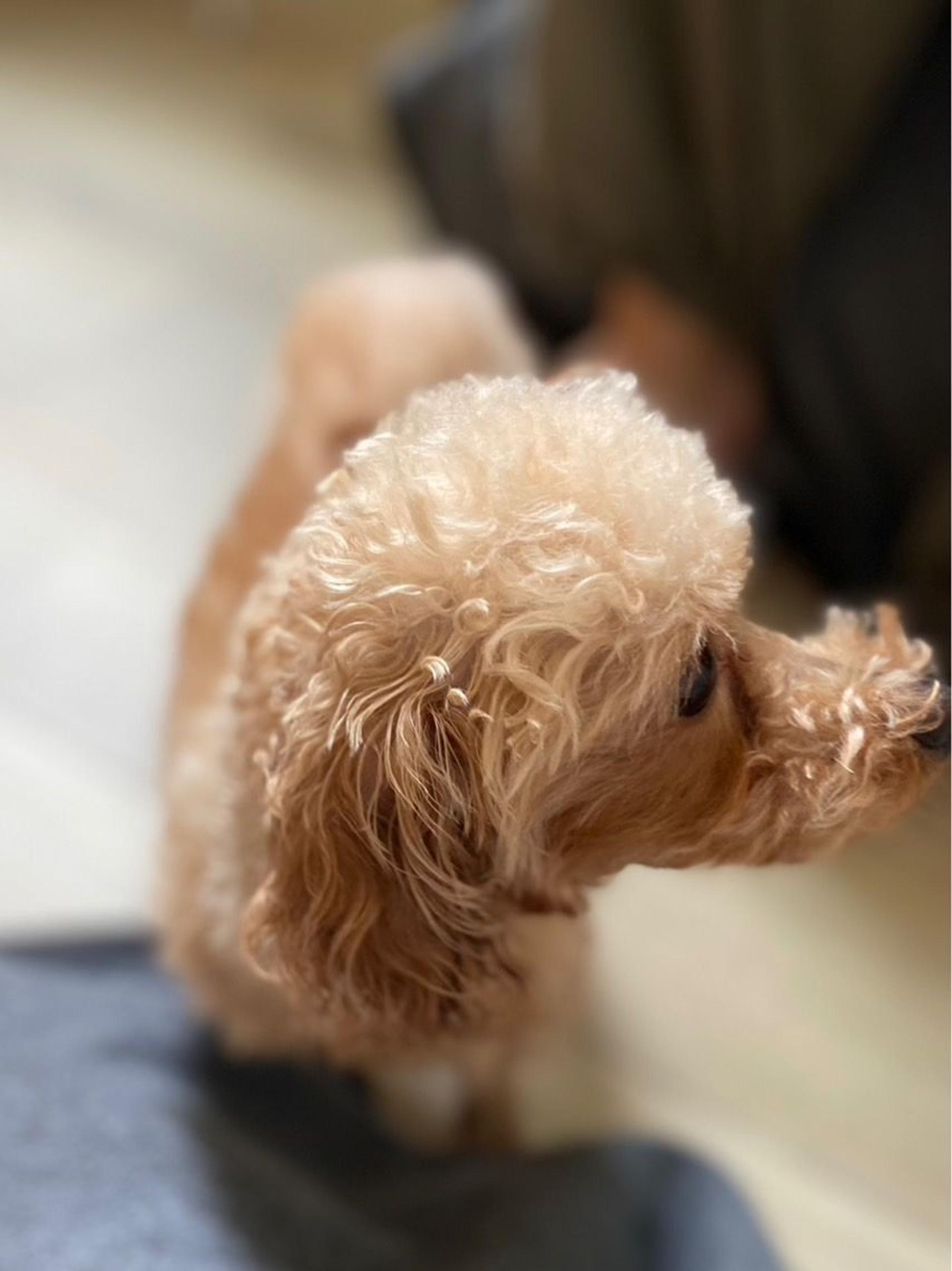 pet-image-9