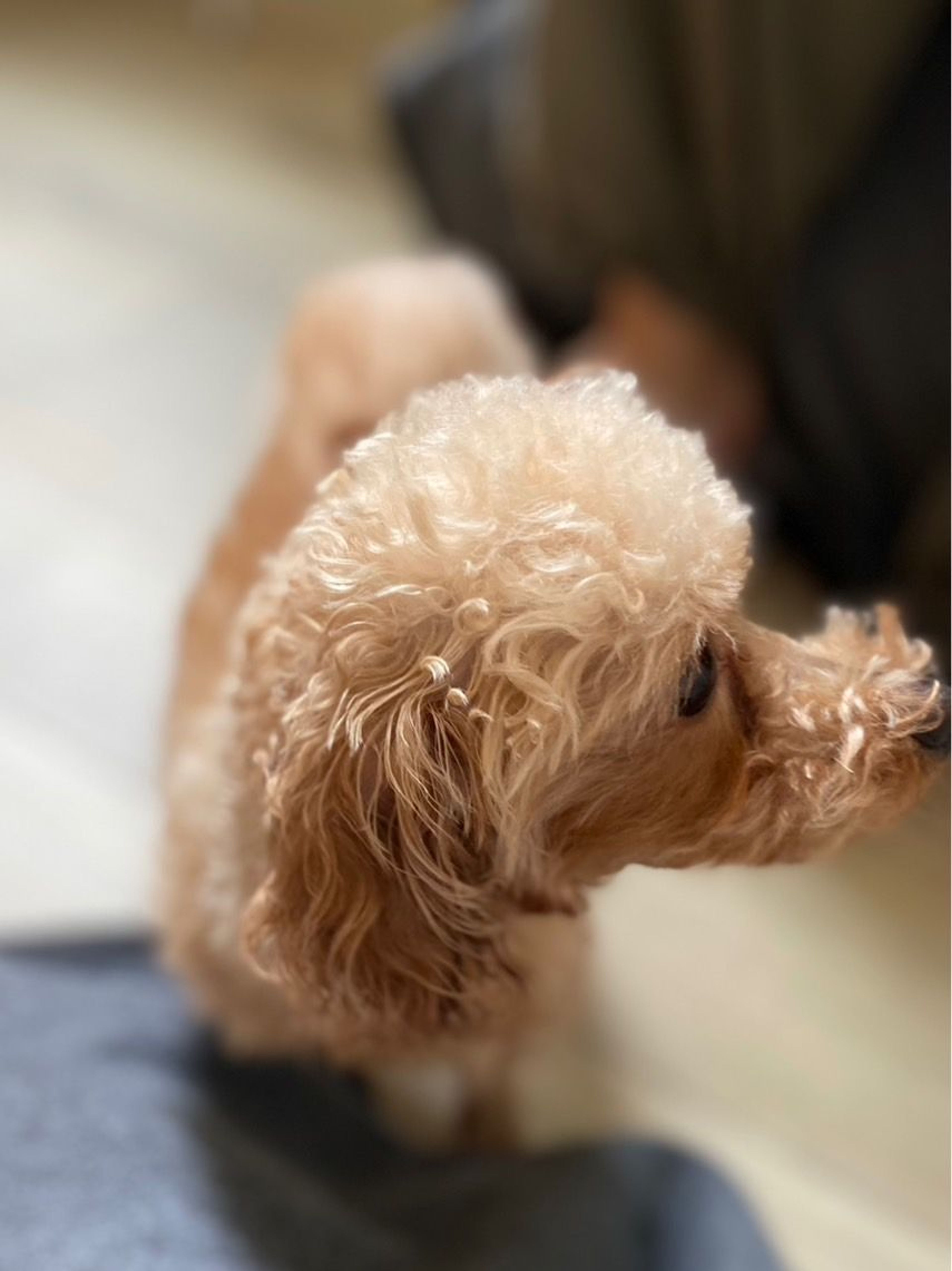 pet-image-9