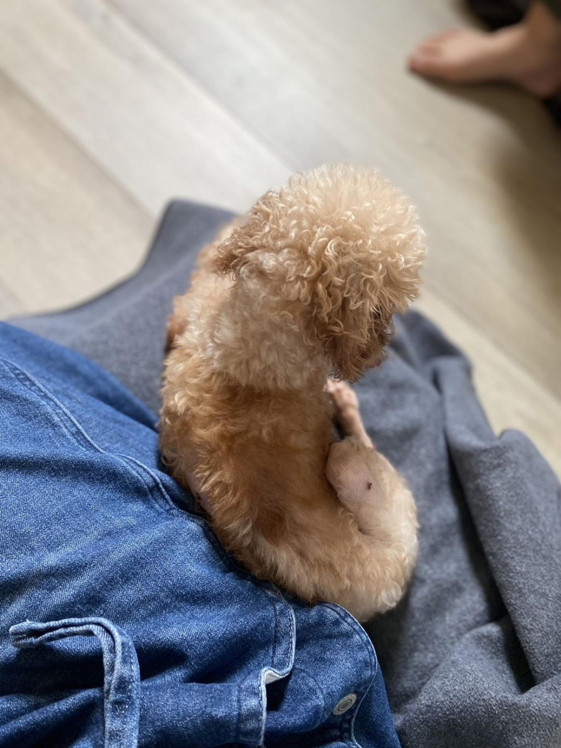 pet-image-10