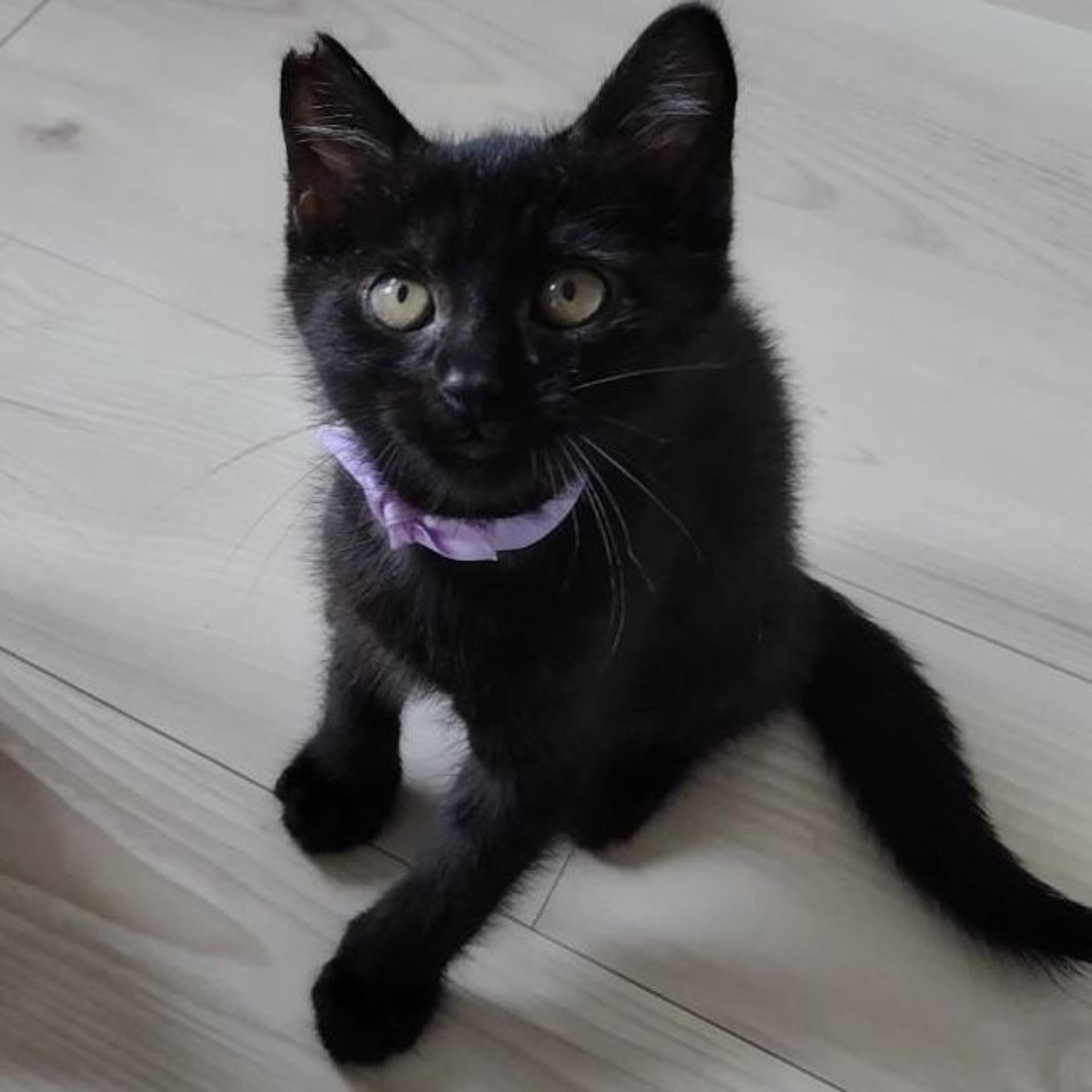 pet-image-2