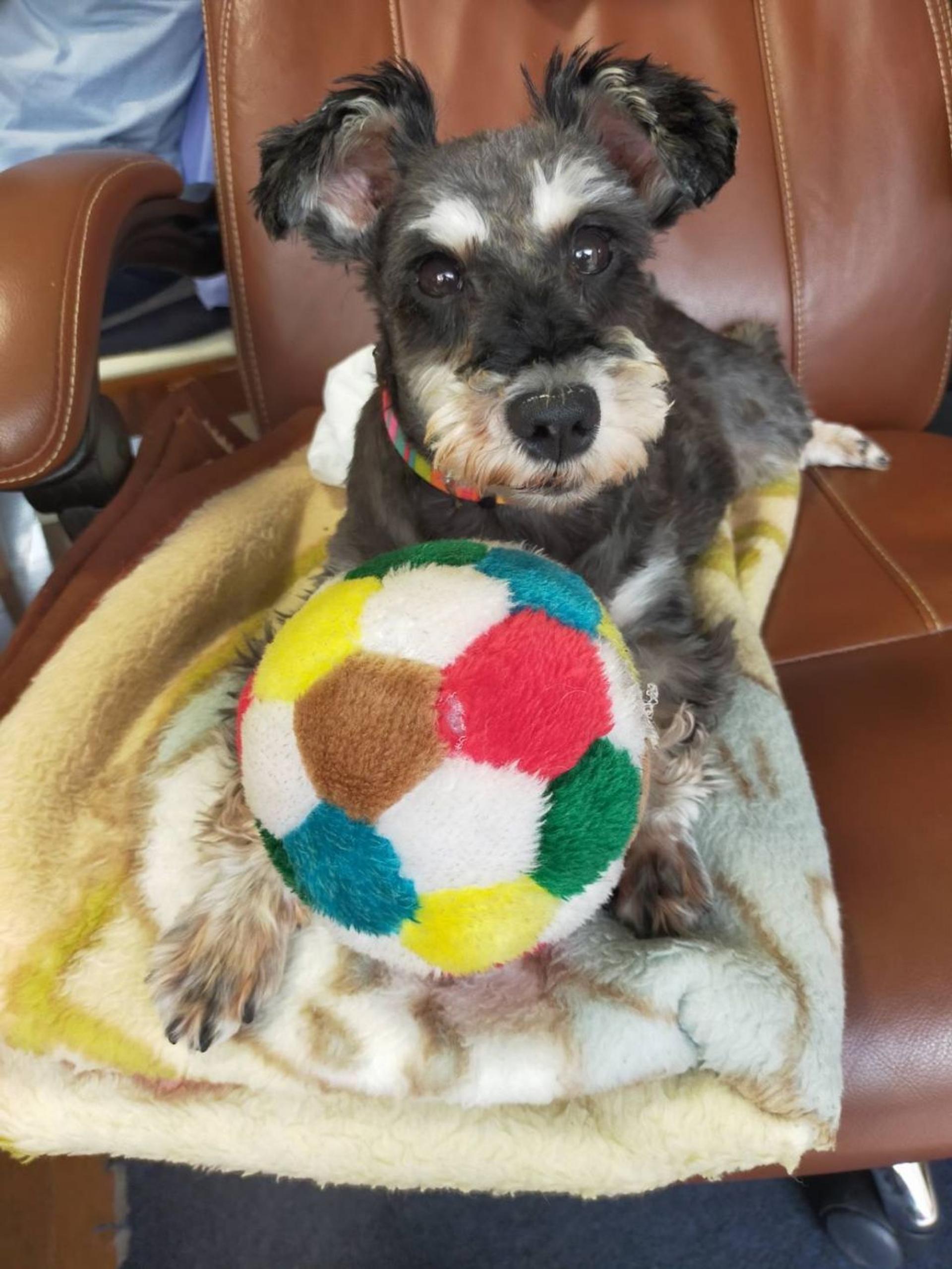pet-image-5