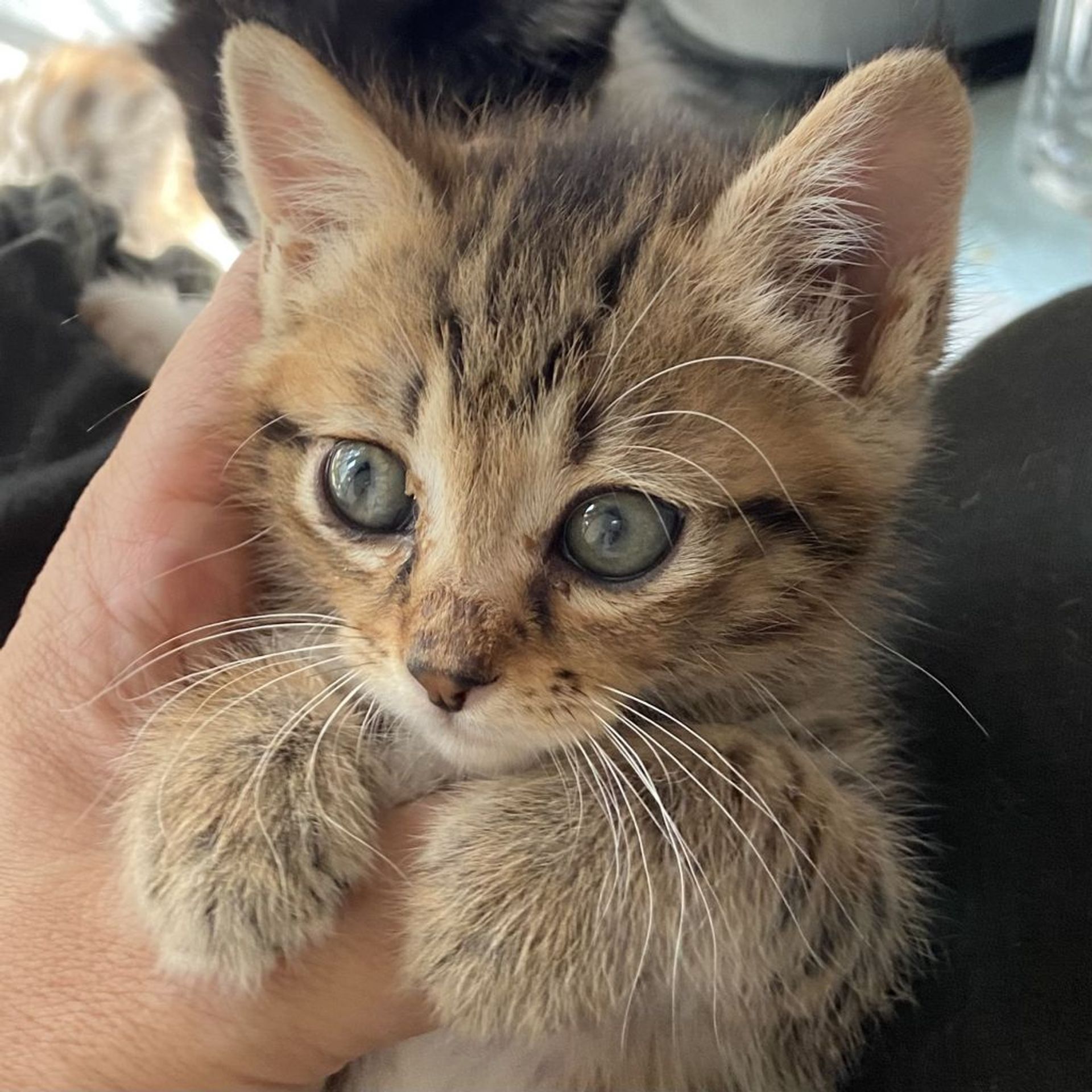 雑種（ミックス猫）・メスの里親募集の写真