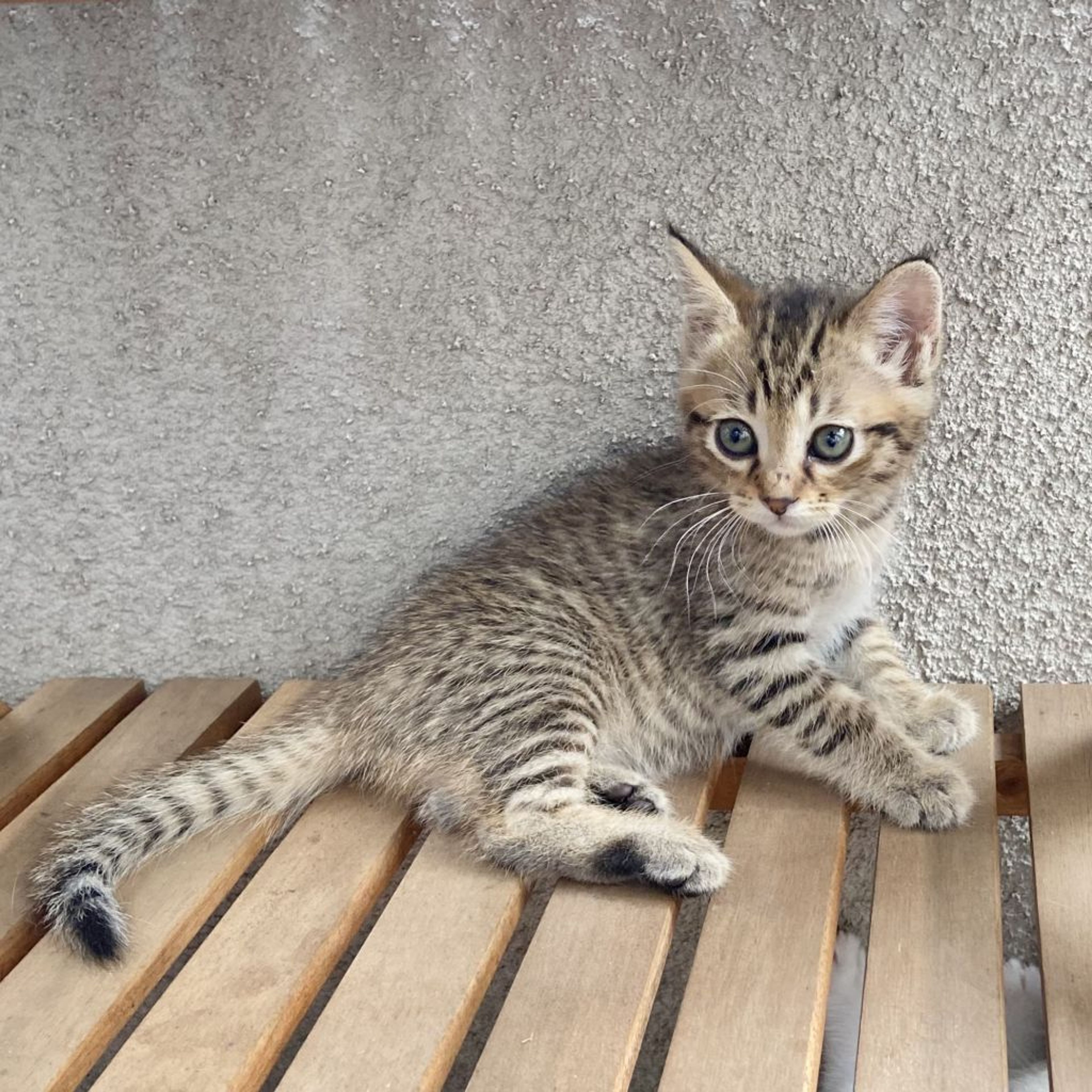 7/2船堀】仲良し兄妹❤️お膝大好き甘えん坊 | 雑種（ミックス猫