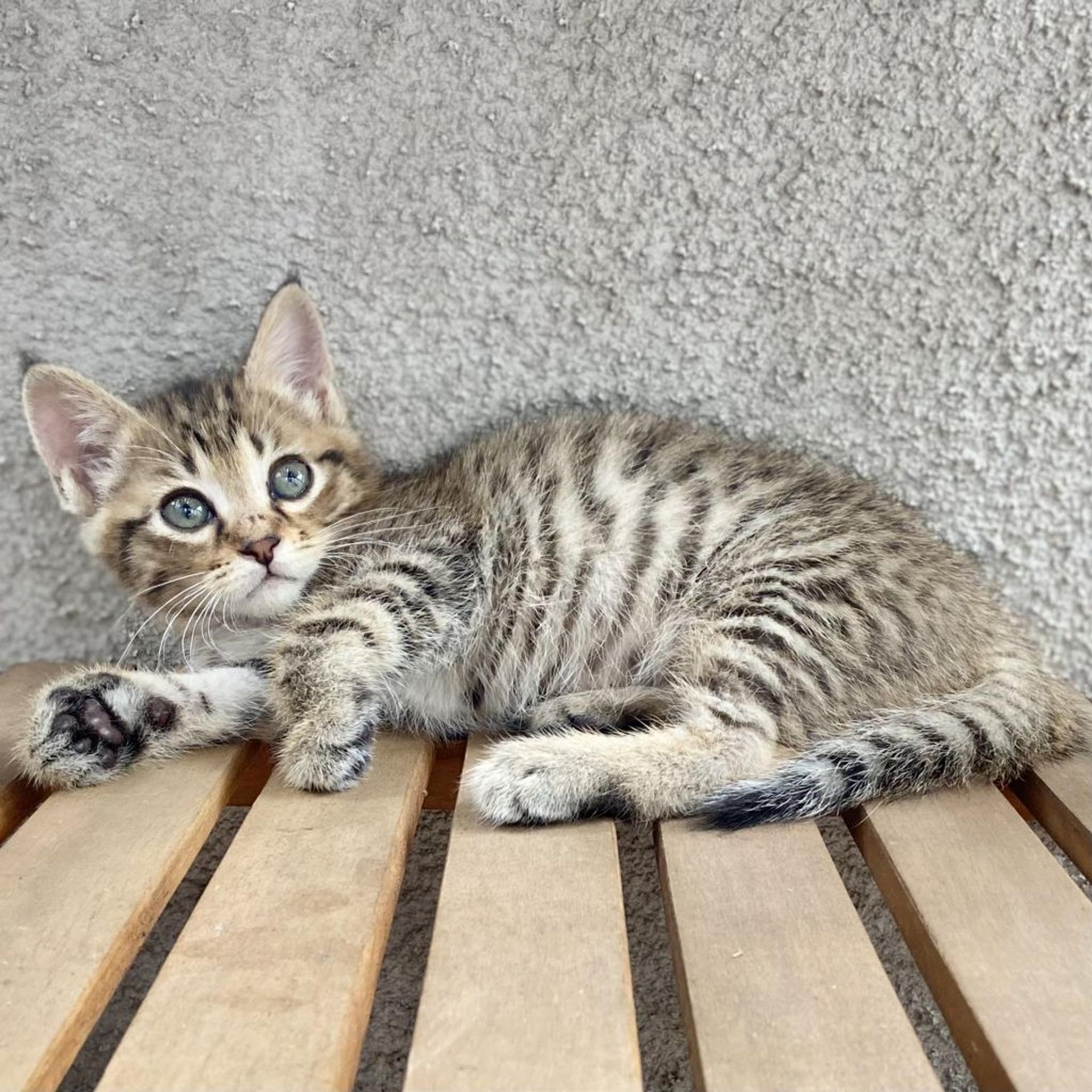 pet-image-3