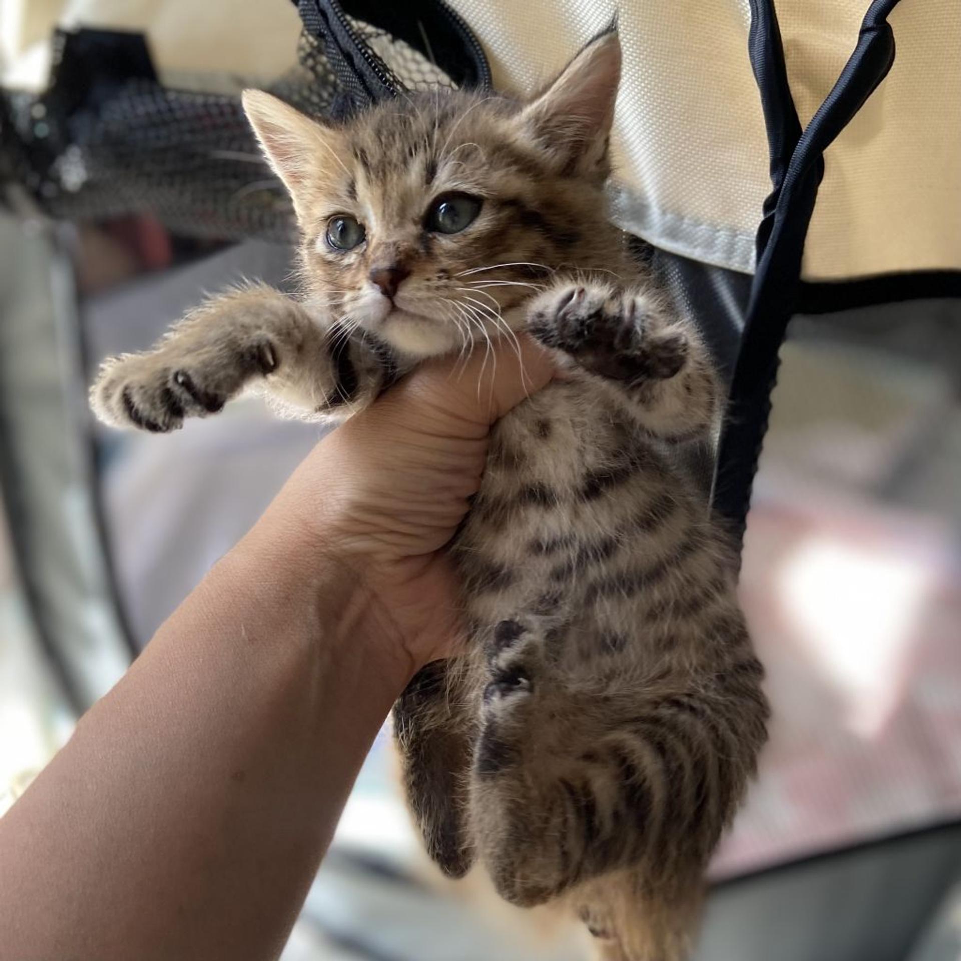 pet-image-4