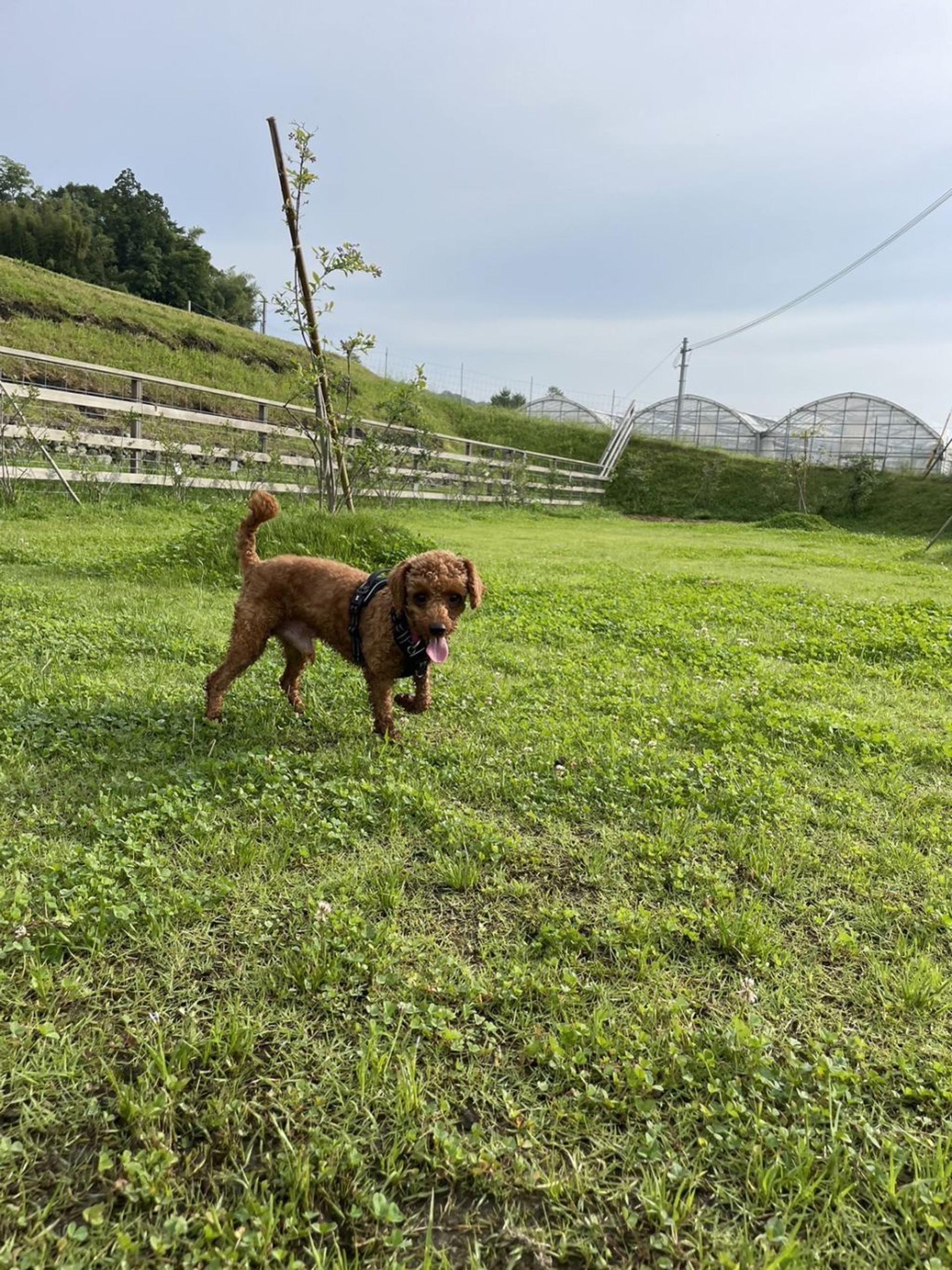 pet-image-4