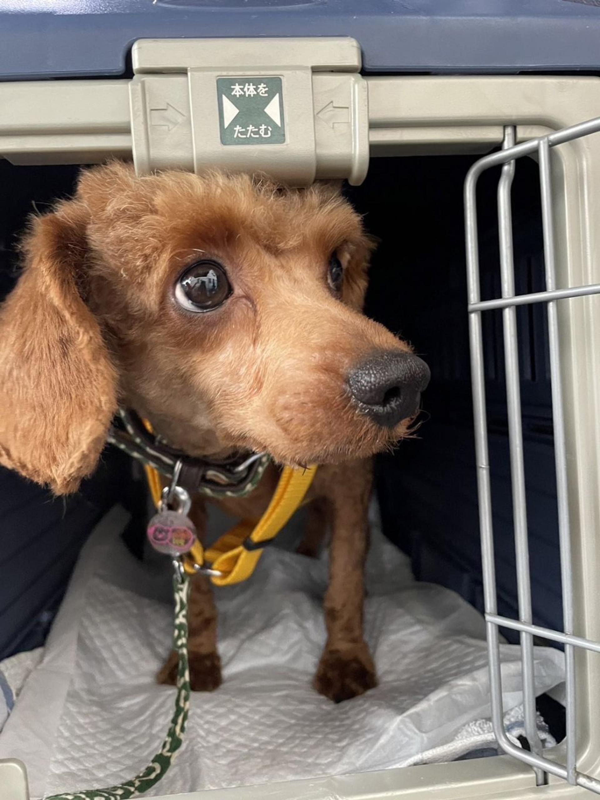 pet-image-7