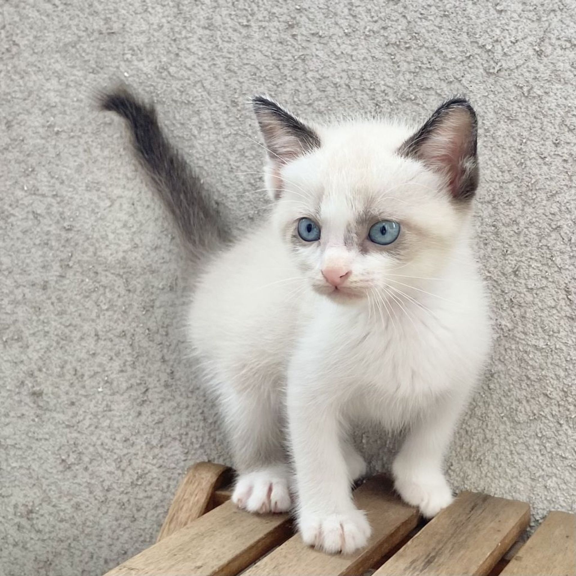 雑種（ミックス猫）・オスの里親募集の写真