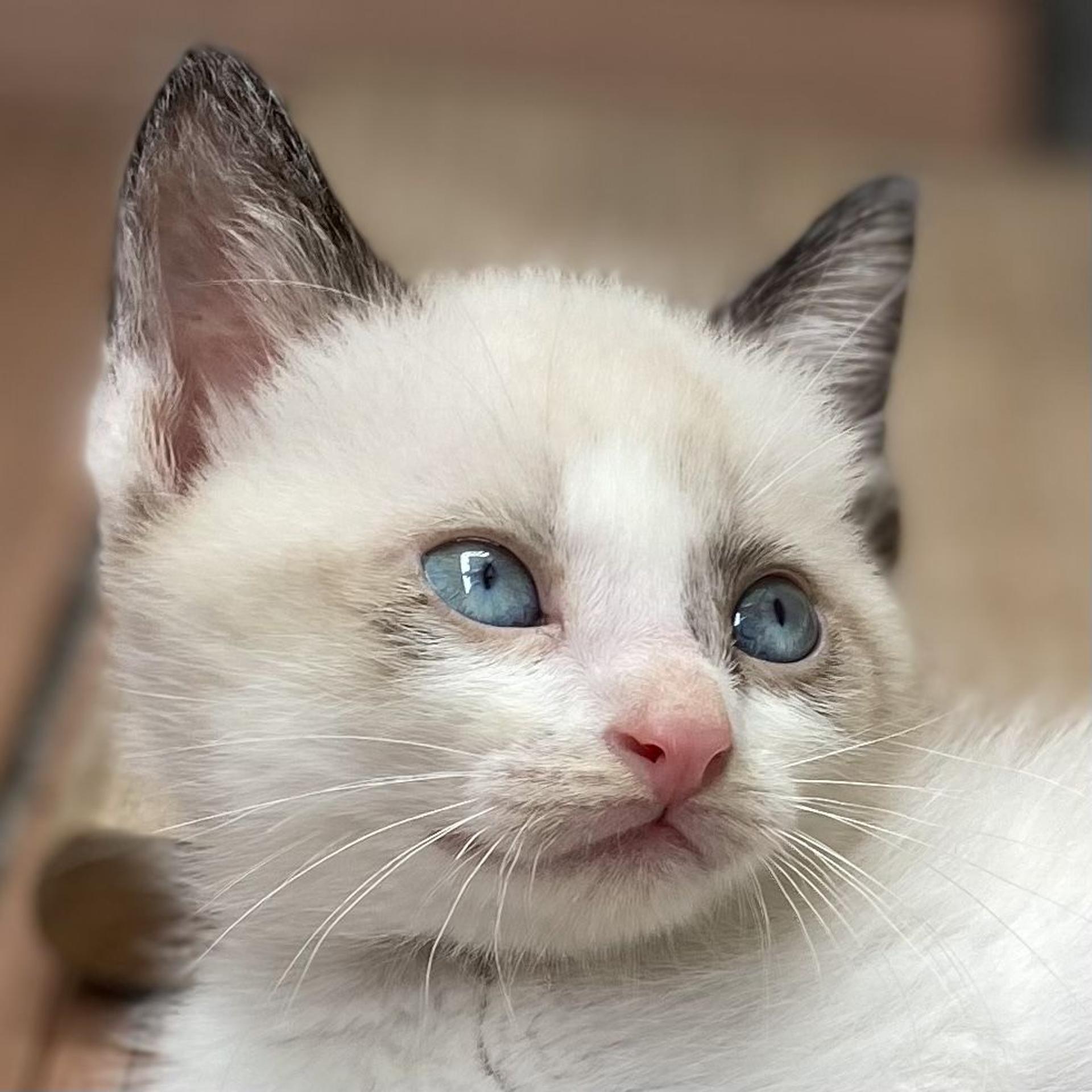 pet-image-4