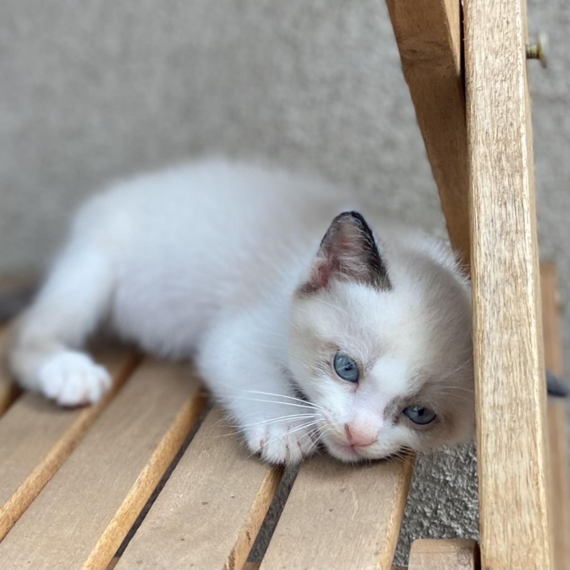 pet-image-5