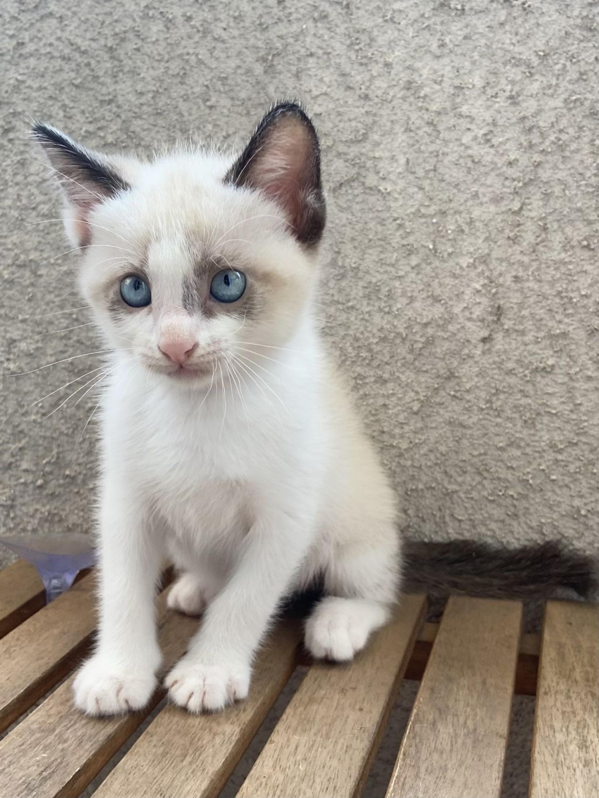 pet-image-3