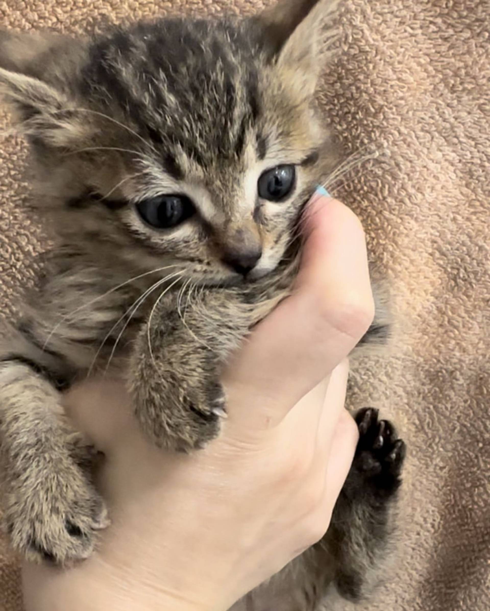 雑種（ミックス猫）・オスの里親募集の写真