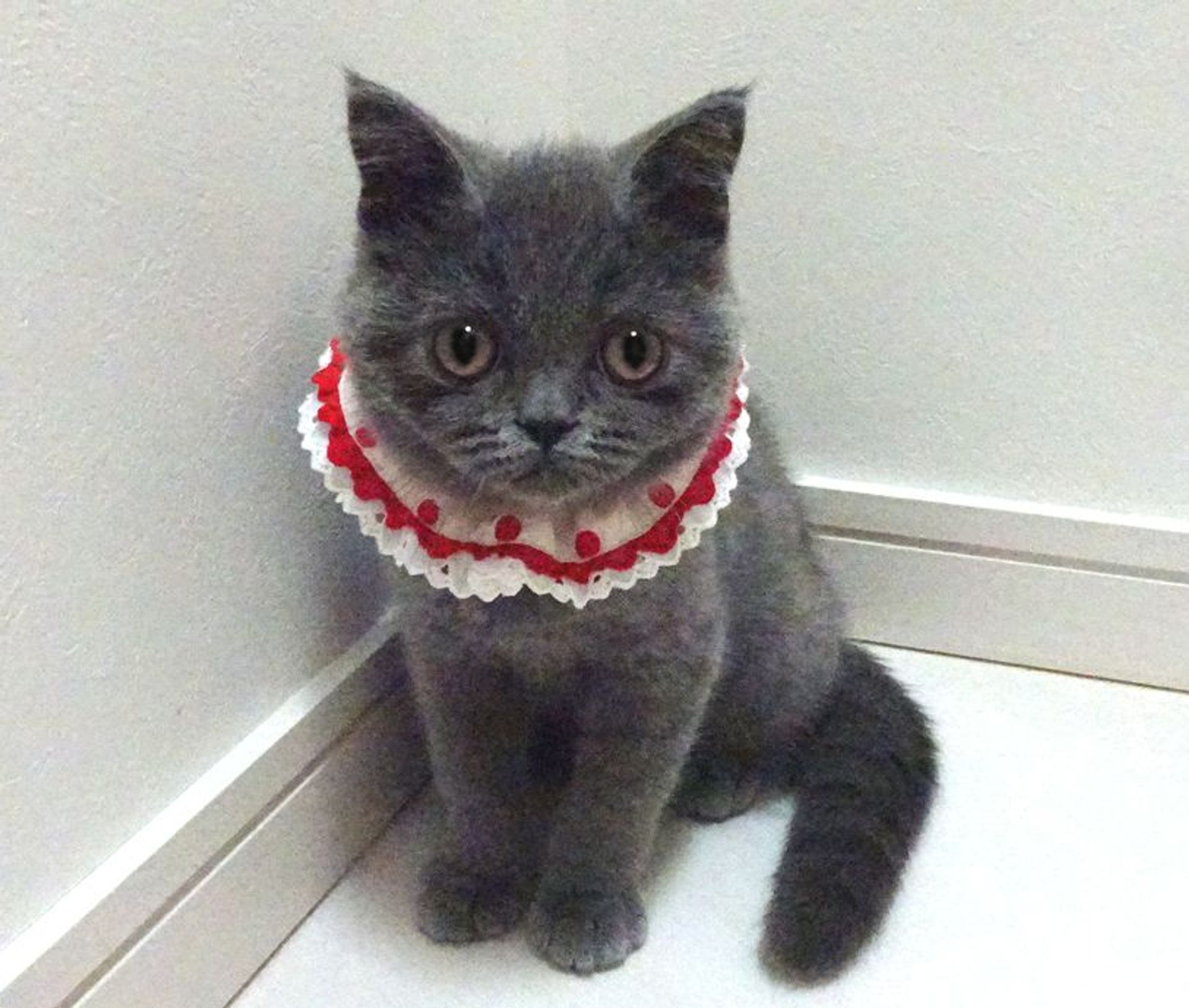 ブリティッシュショートヘア・メスの里親募集の写真