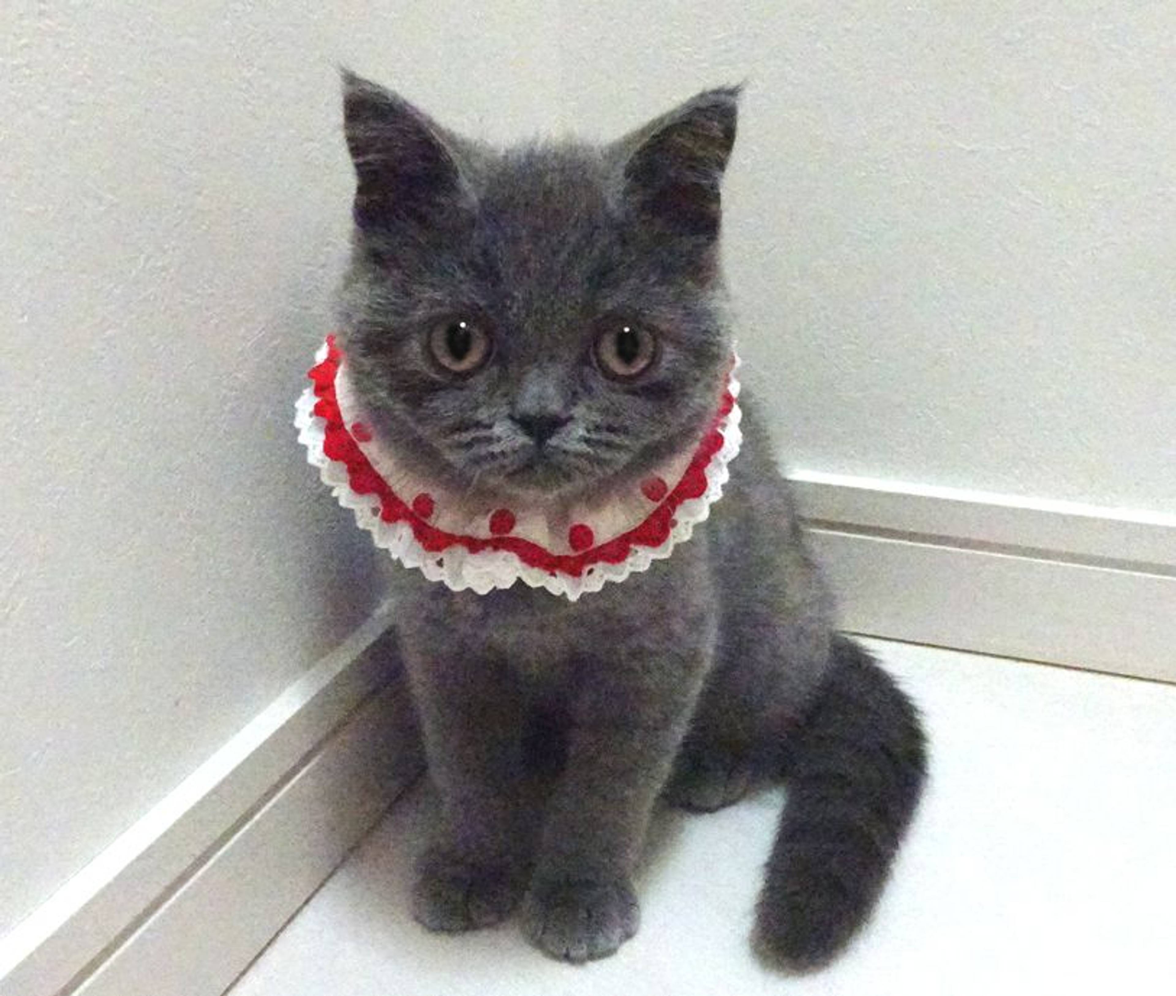 ブリティッシュショートヘア・メスの里親募集の写真