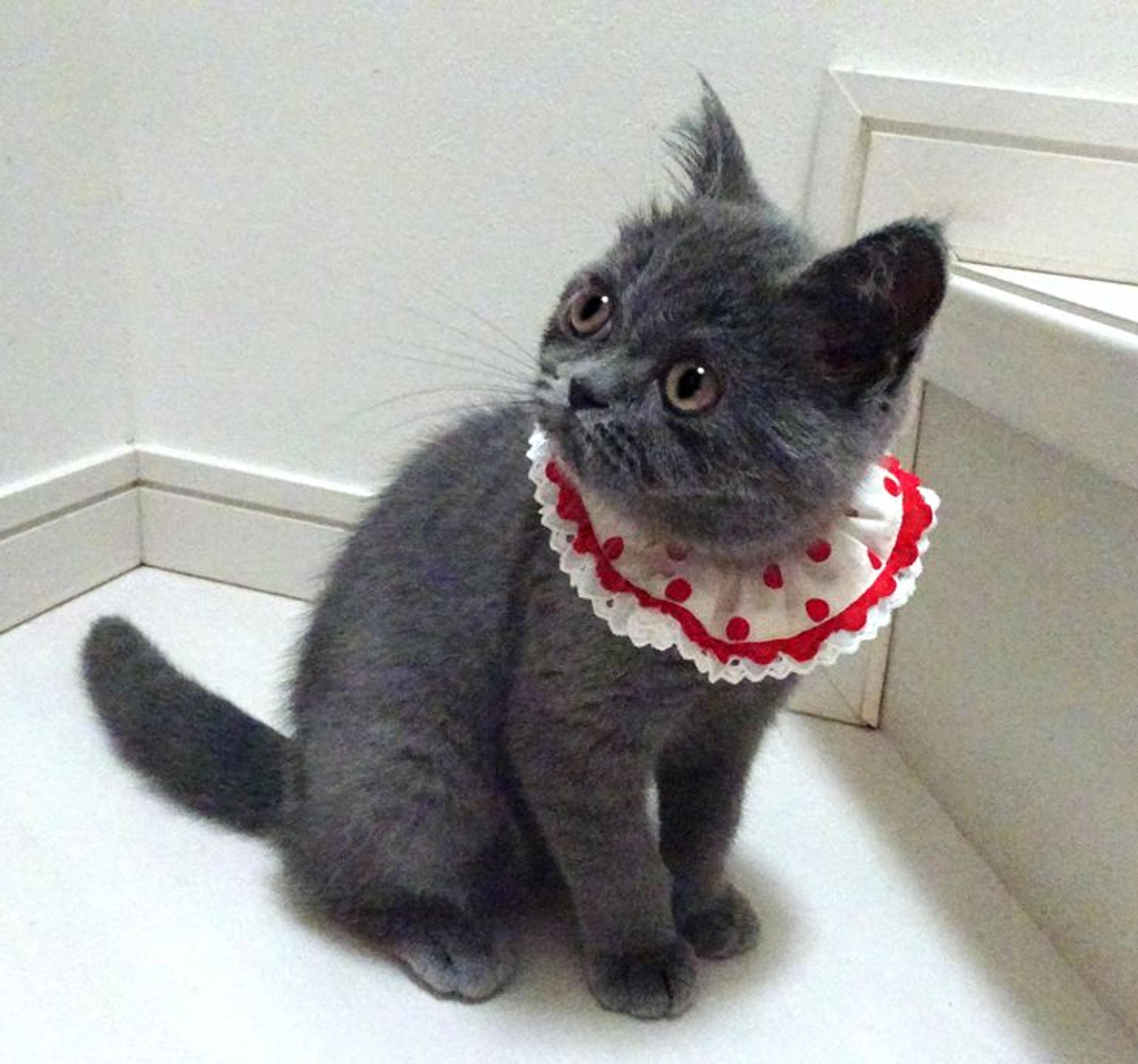 pet-image-4