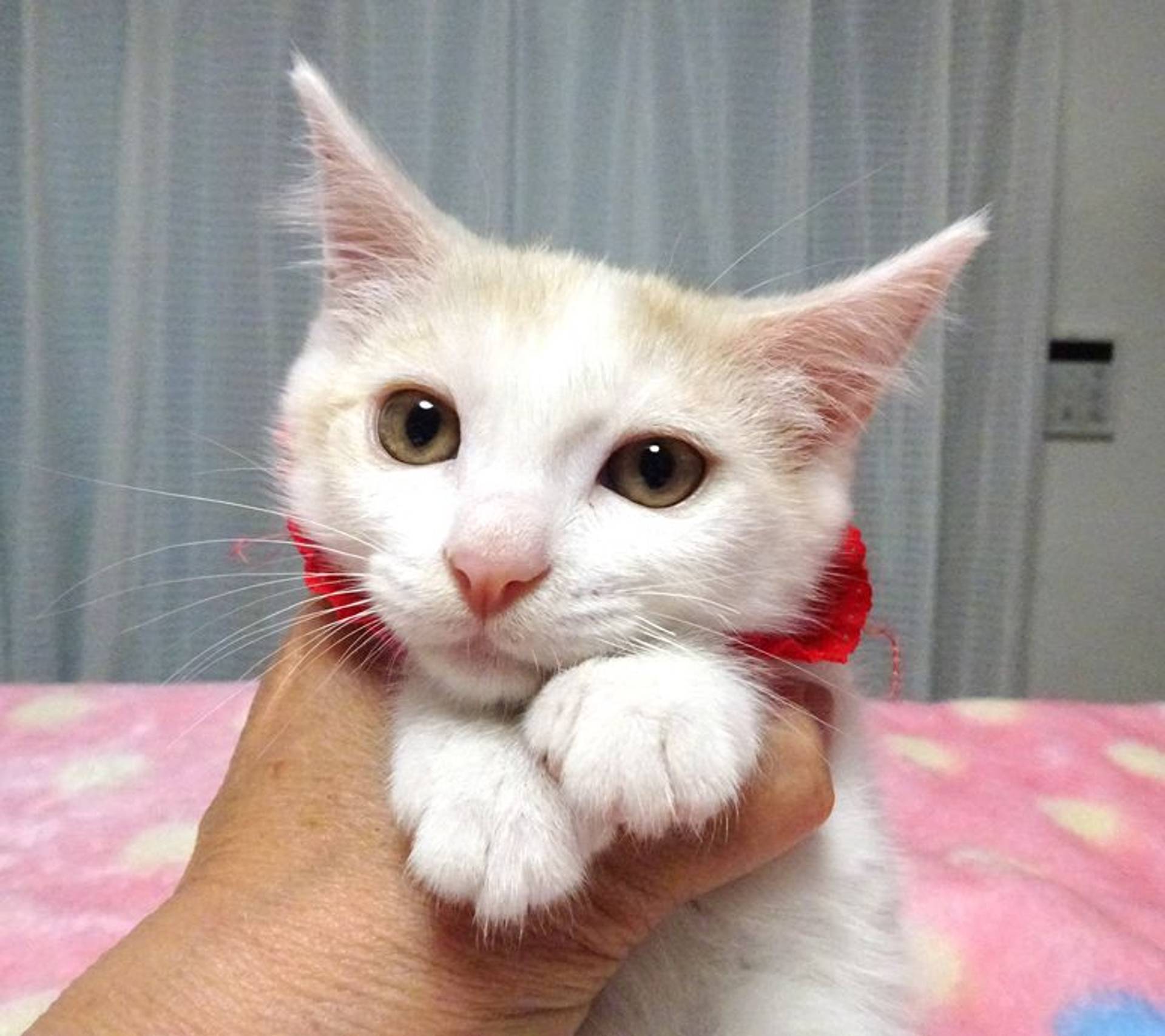 雑種（ミックス猫）・メスの里親募集の写真