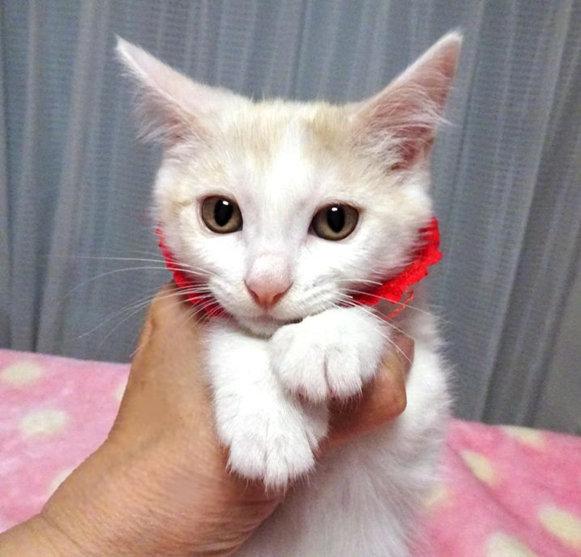 pet-image-2