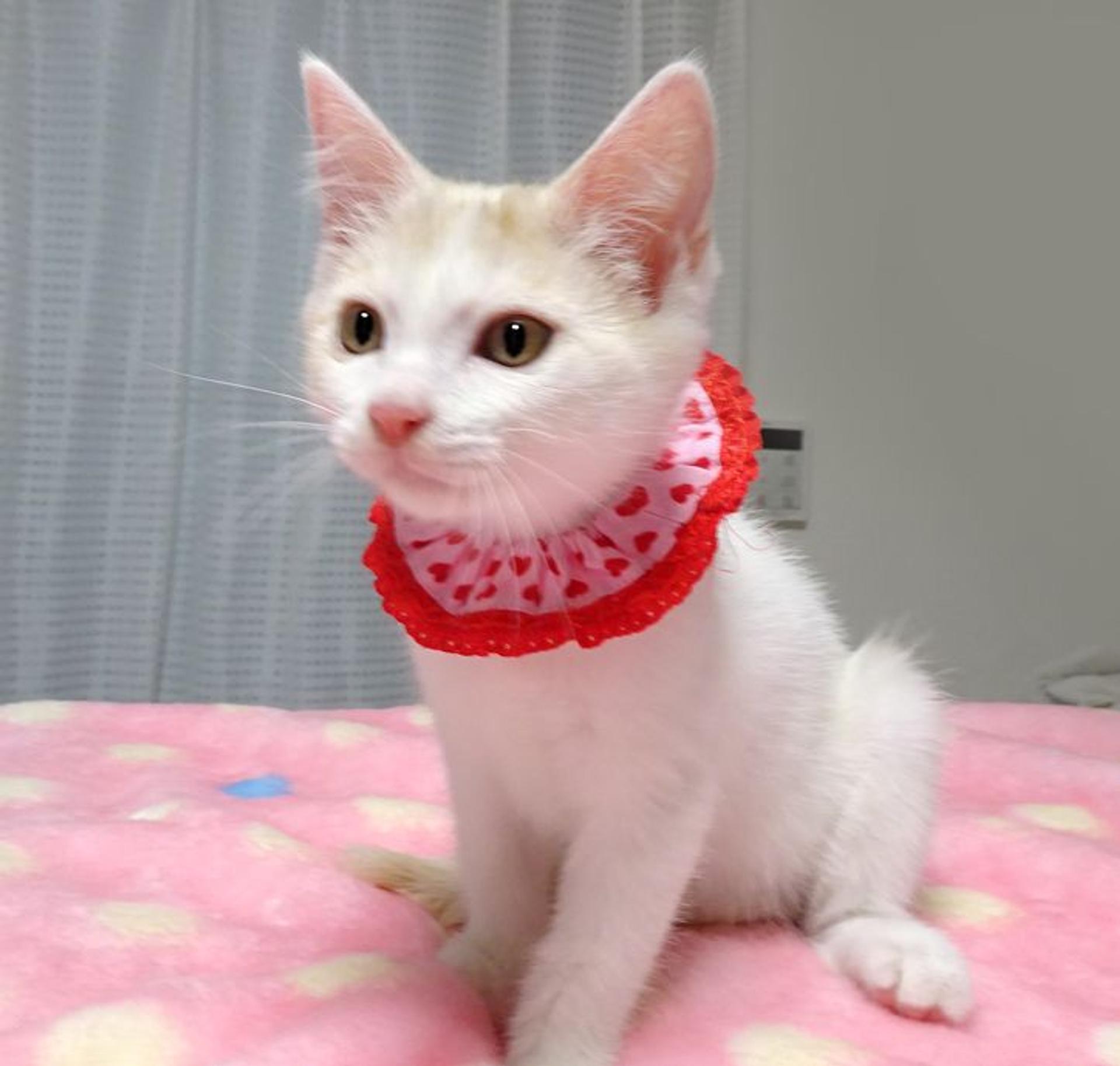 pet-image-4