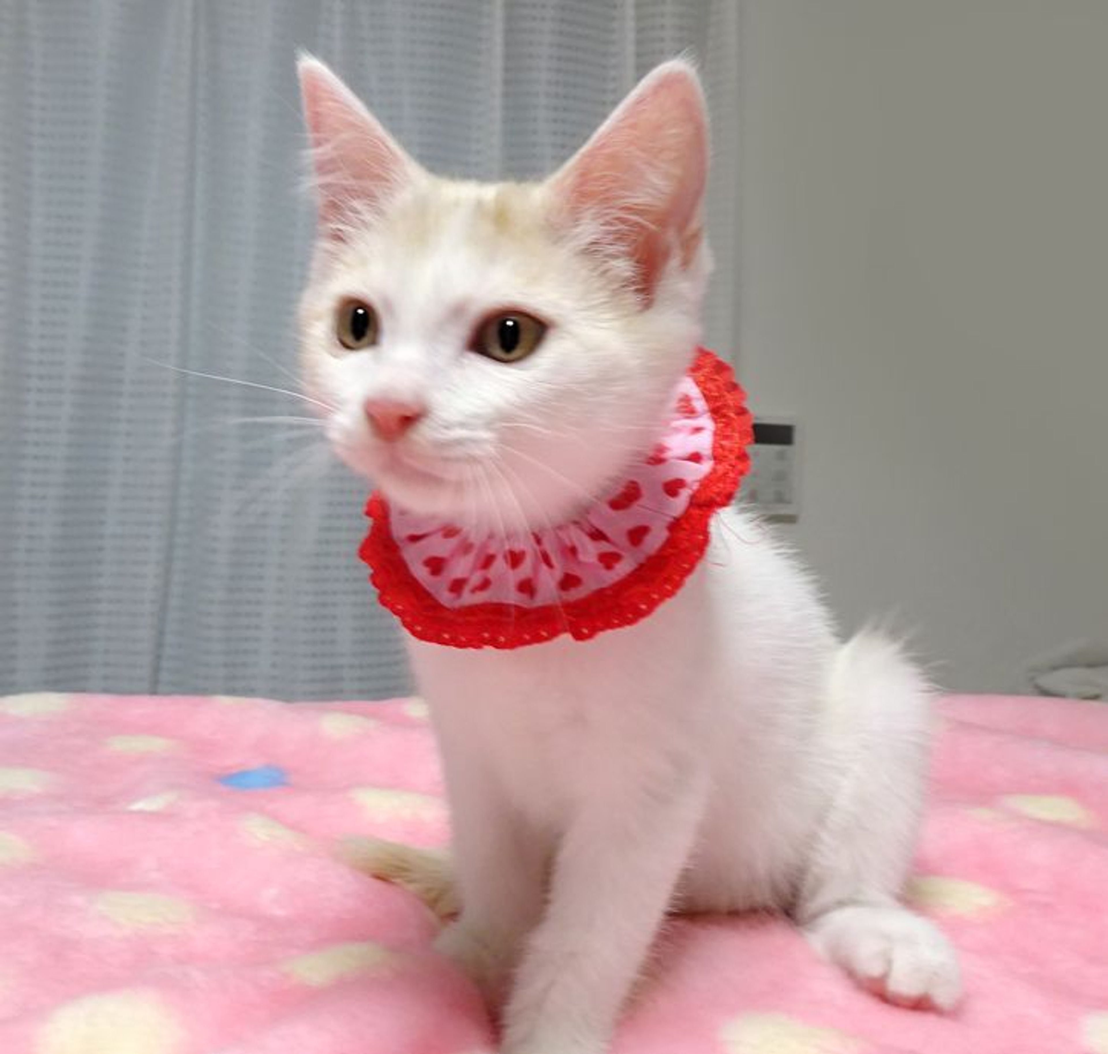 pet-image-4