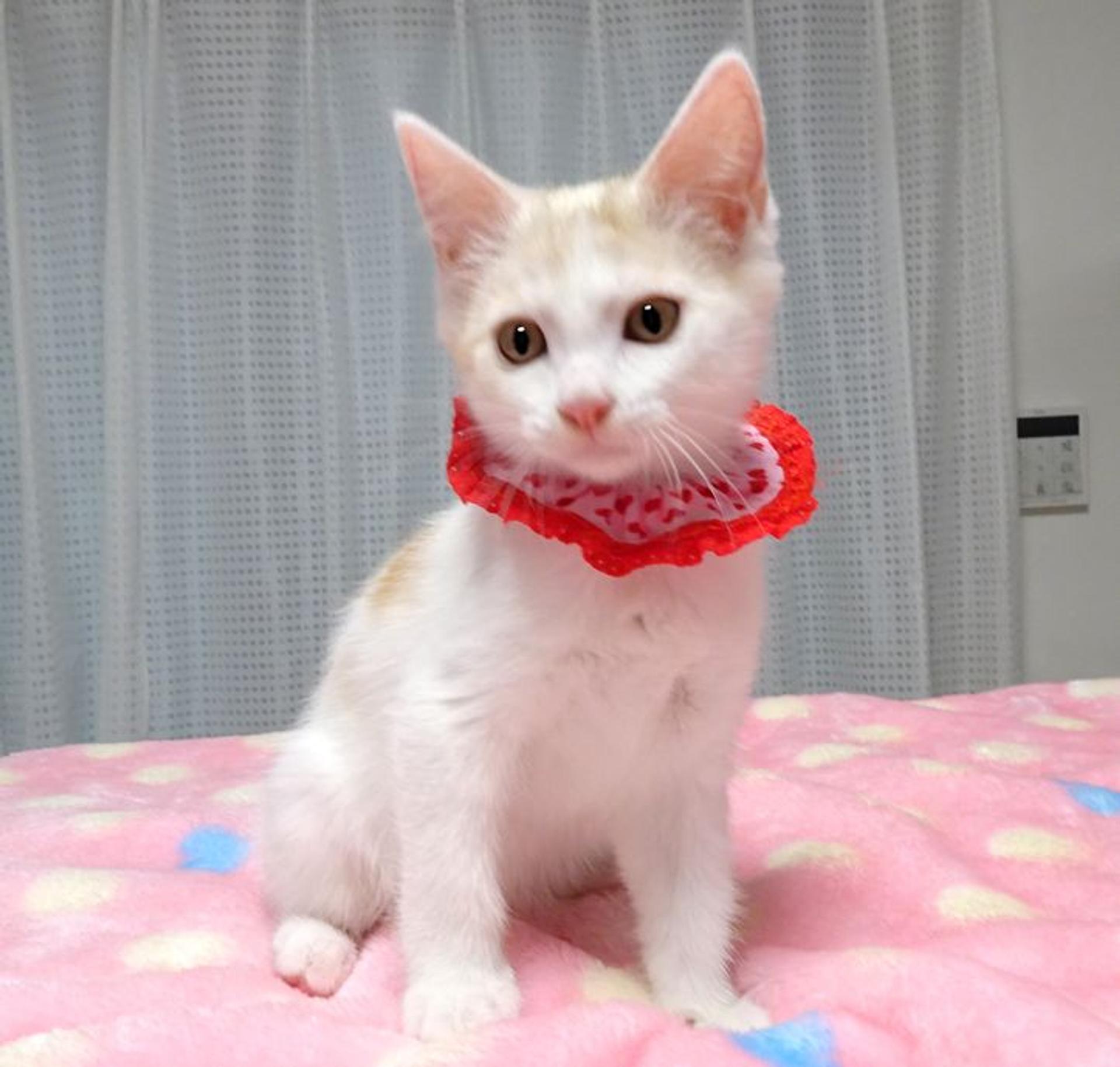 pet-image-6