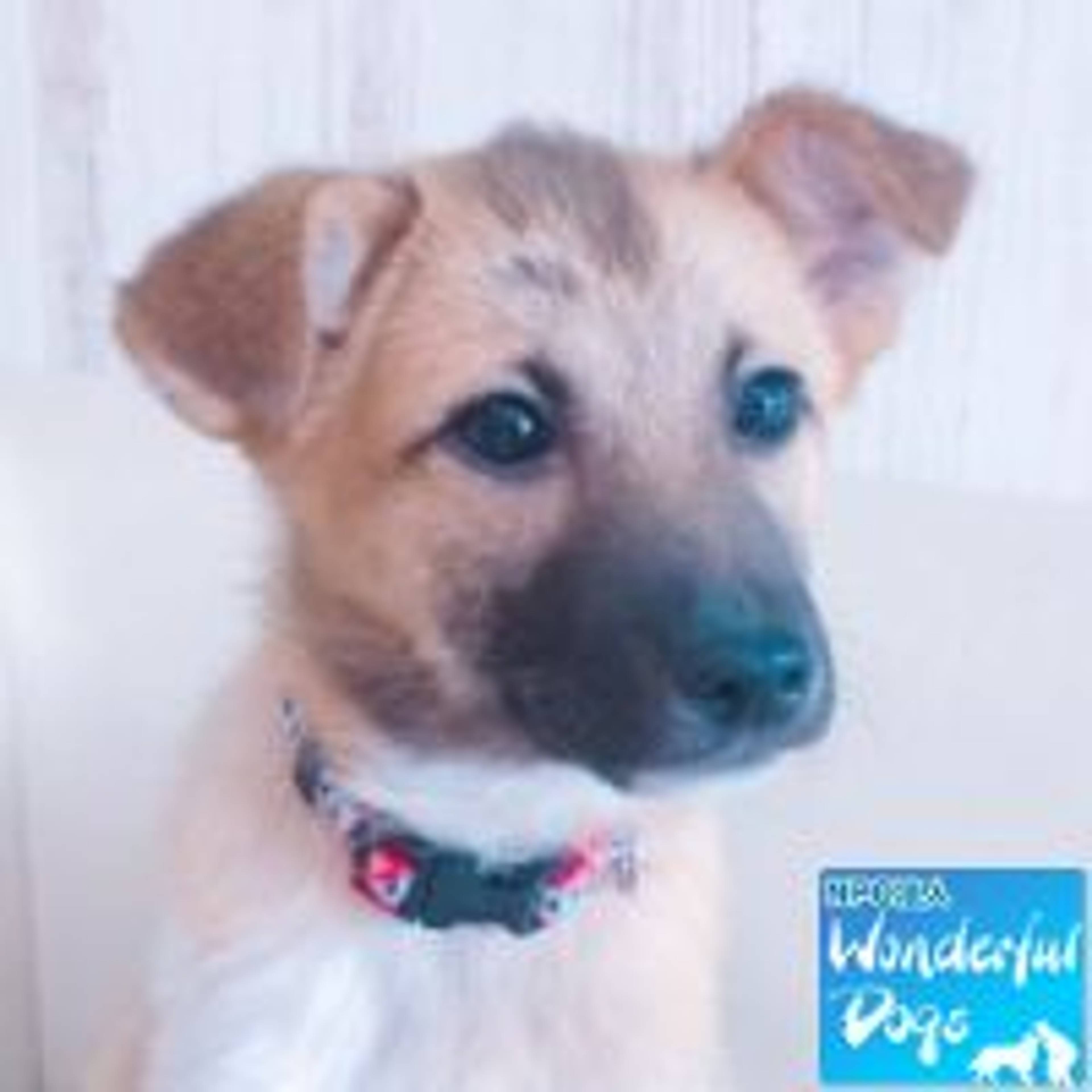 雑種（ミックス犬）・オスの里親募集の写真