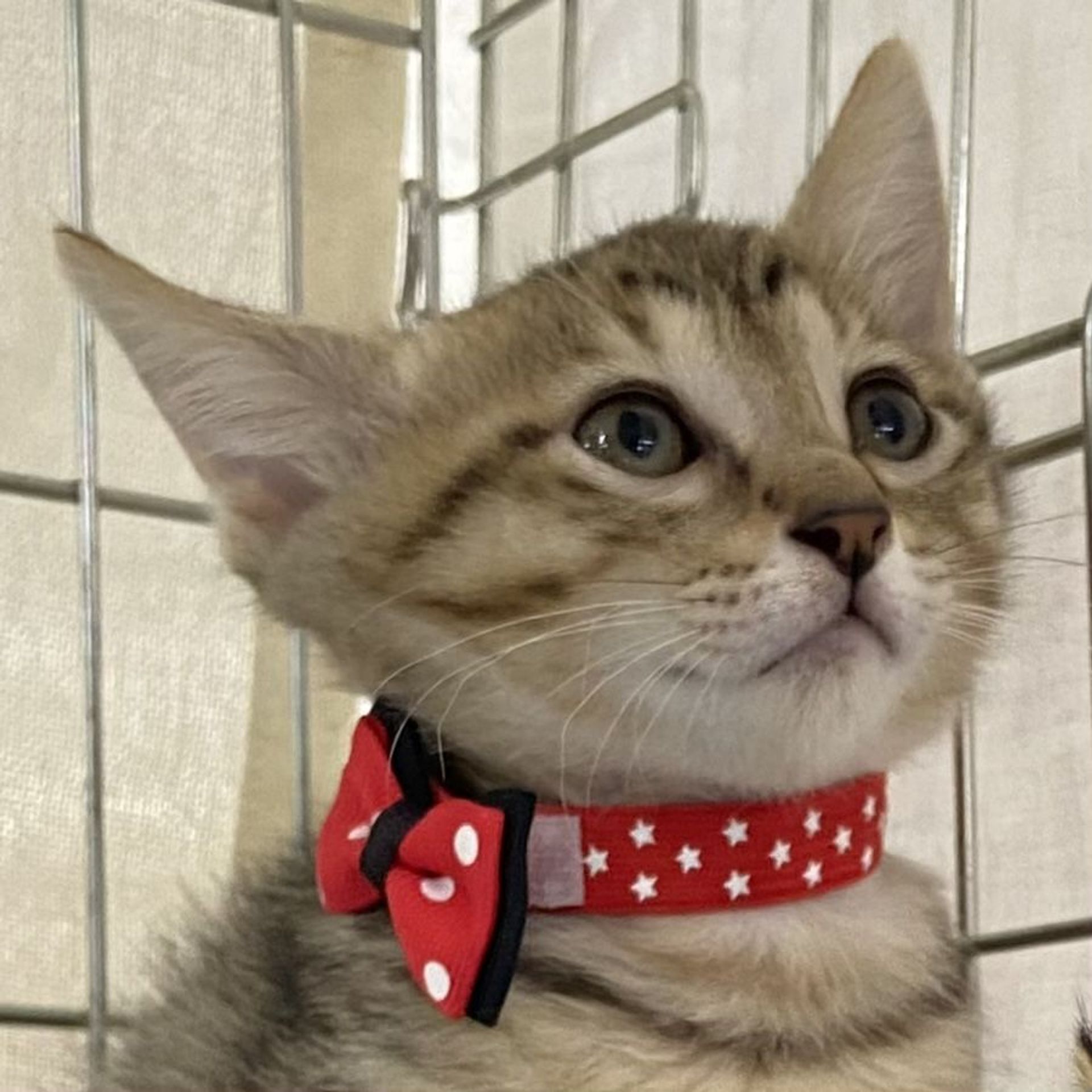 雑種（ミックス猫）・メスの里親募集の写真